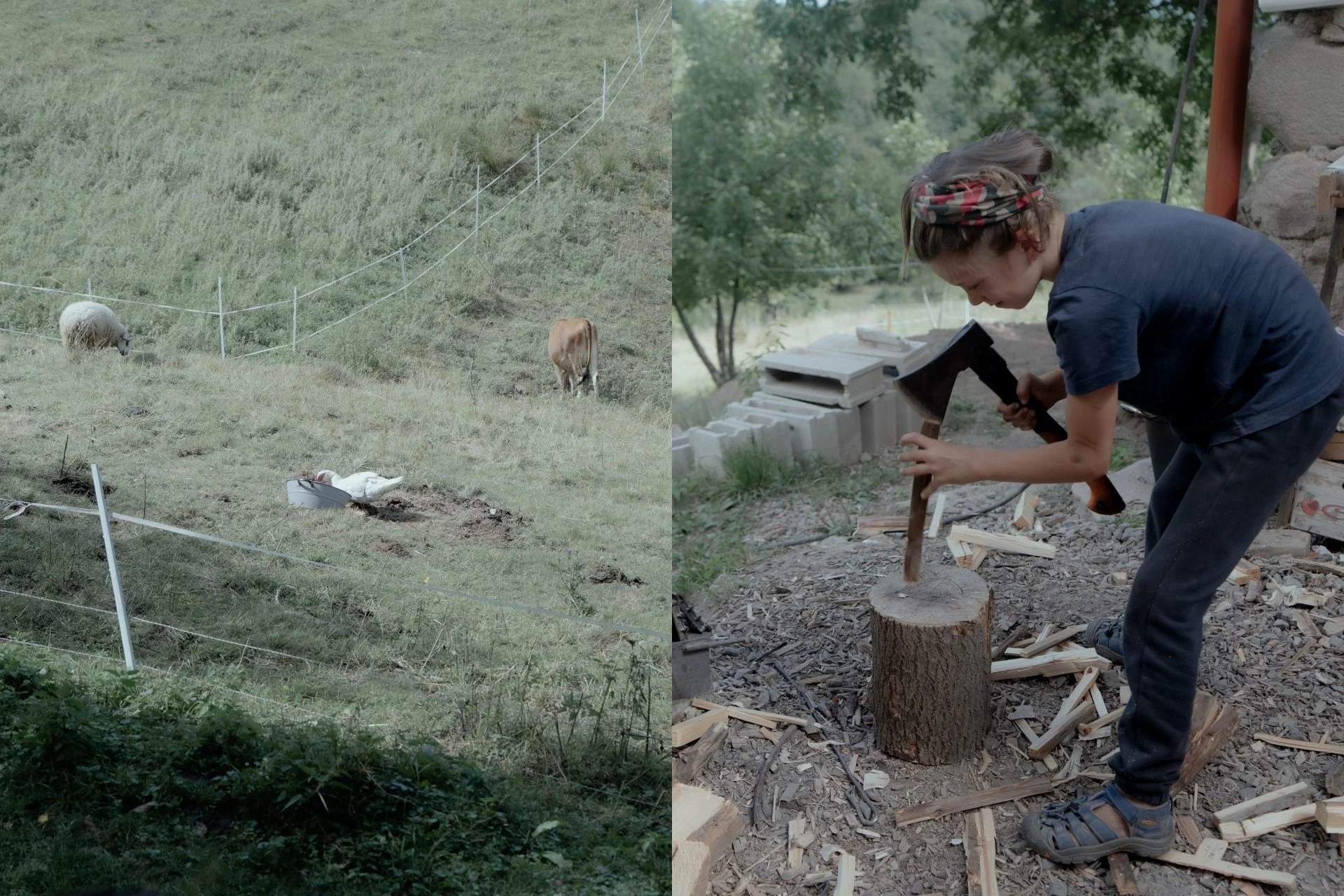 collage gregornw.jpg