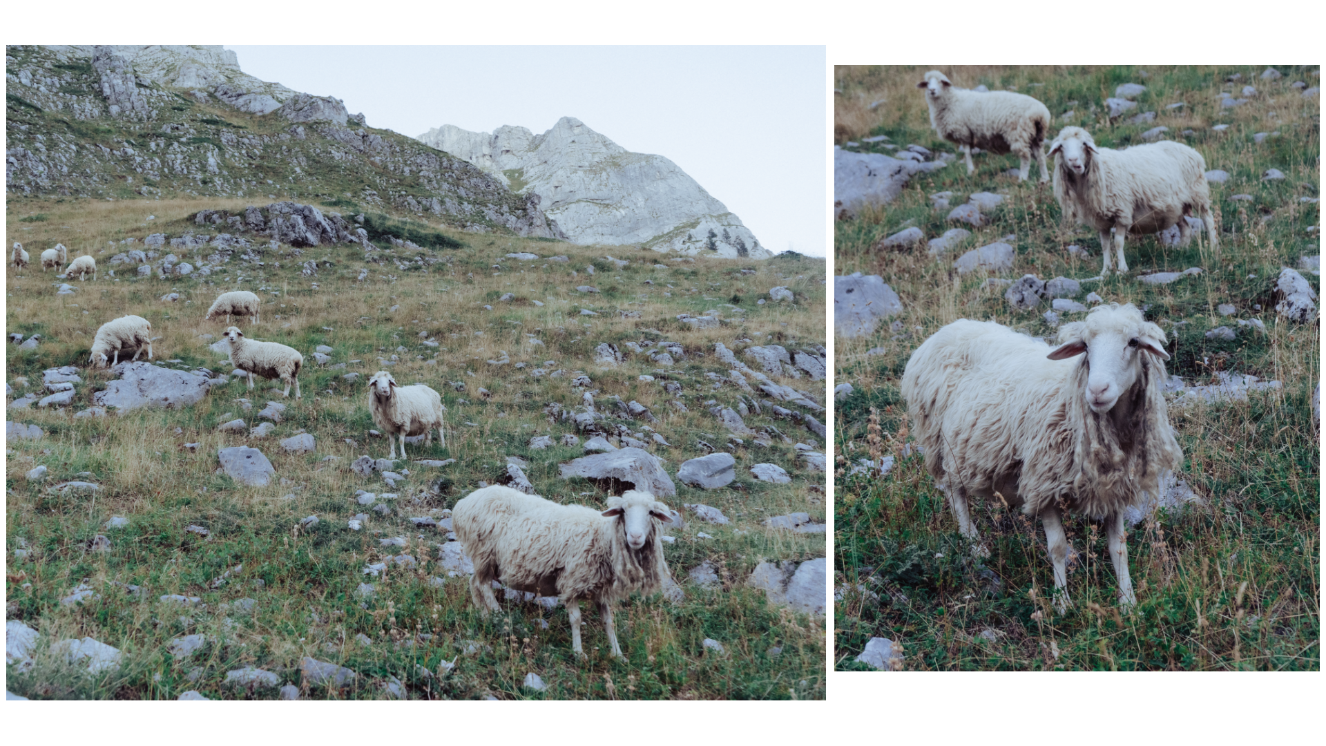 sheep.png
