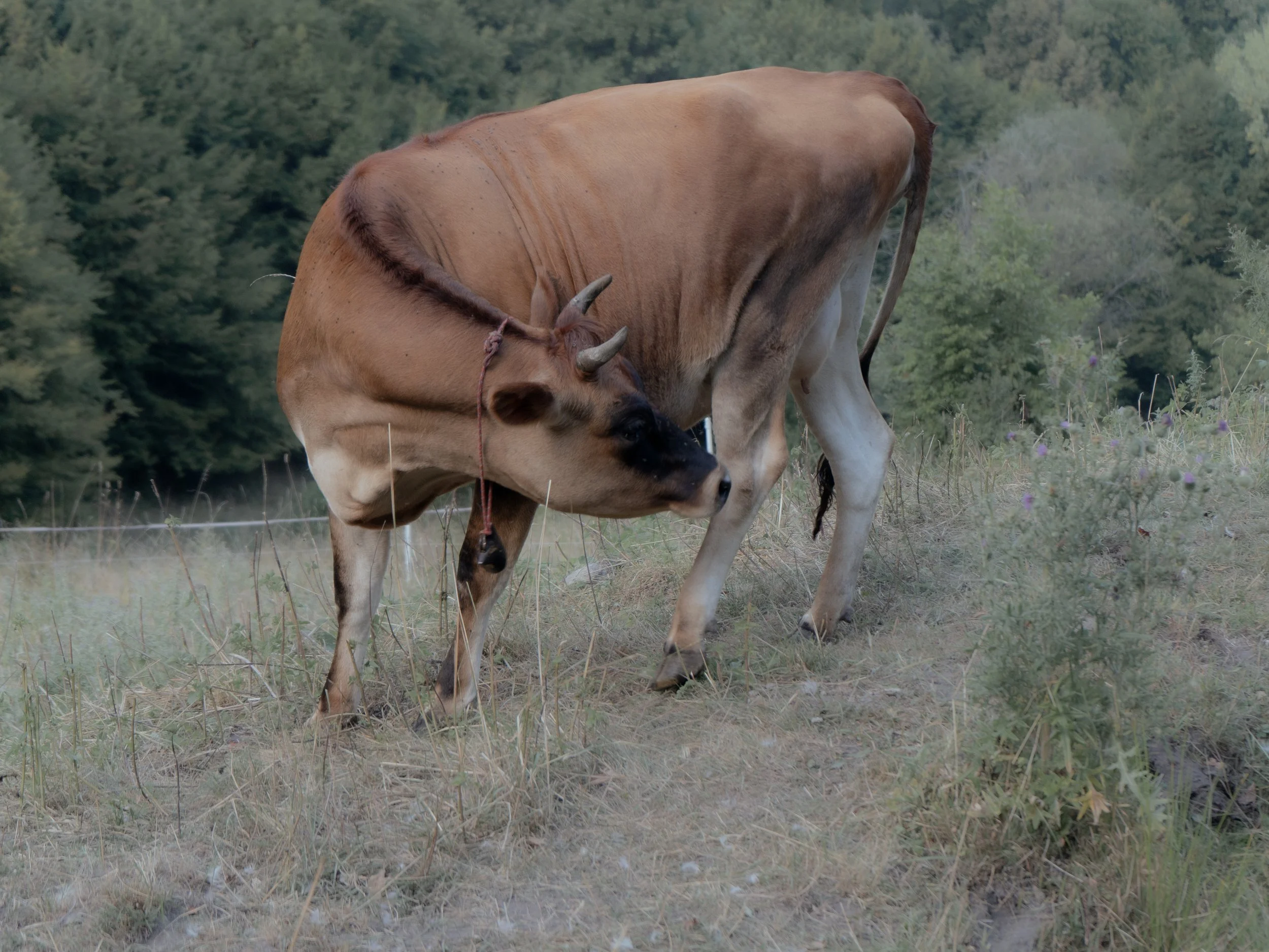 Dolinka's calf.