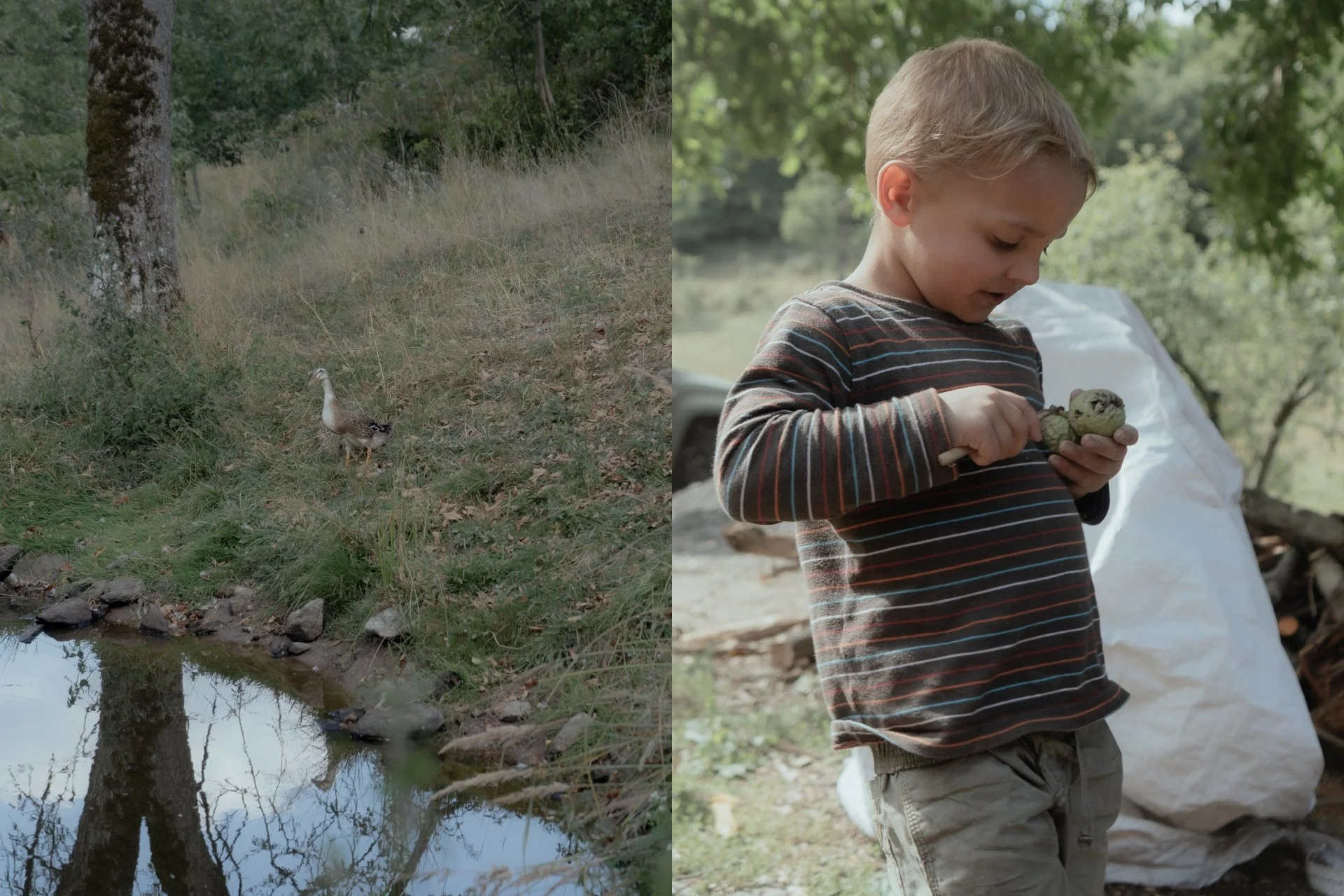 collage jonas with nut.jpg