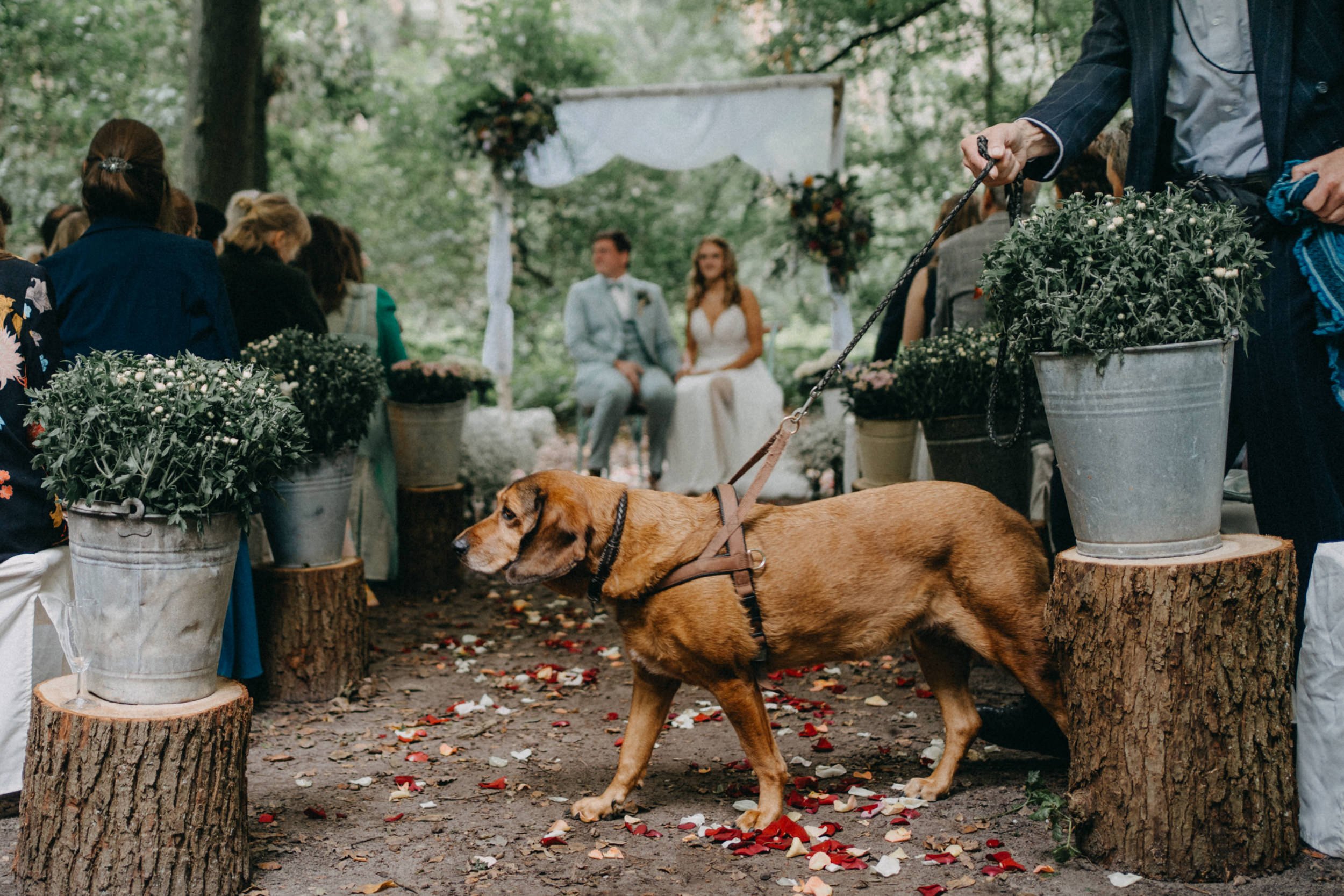 Ein Hochzeit im Wald mit Braut und Bräutigam, umgeben von Gästen und einem Hund, Blätter und Blüten auf dem Boden