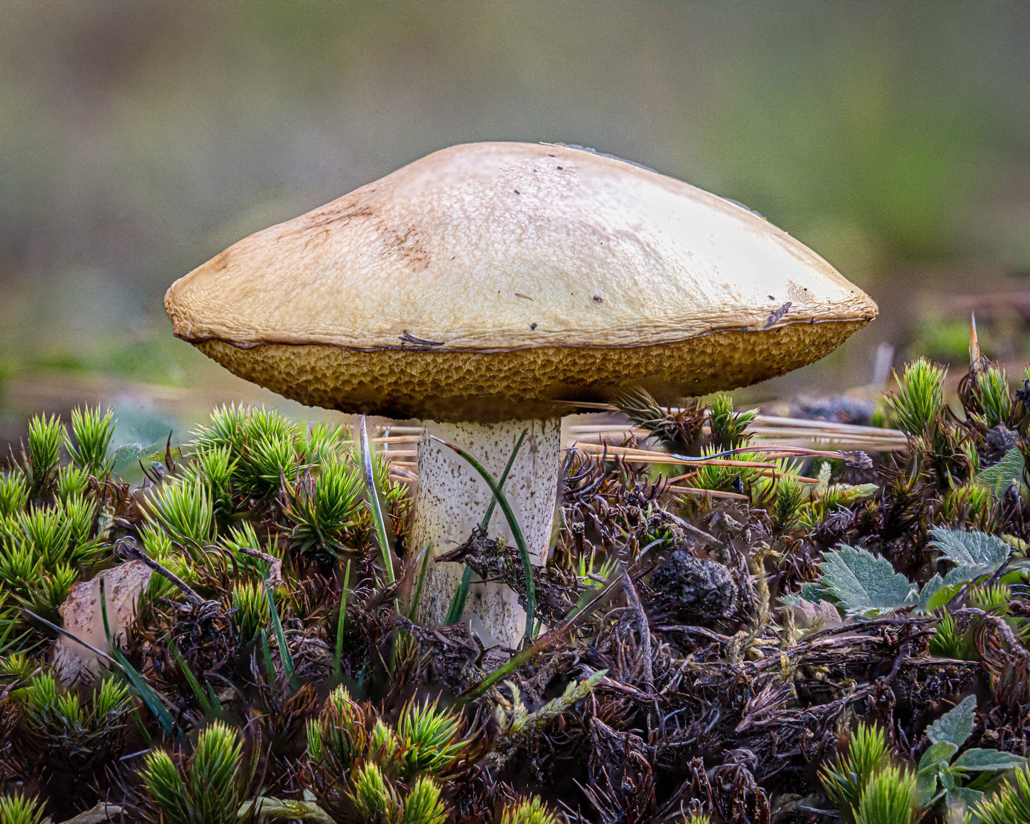 Weeping Bolete