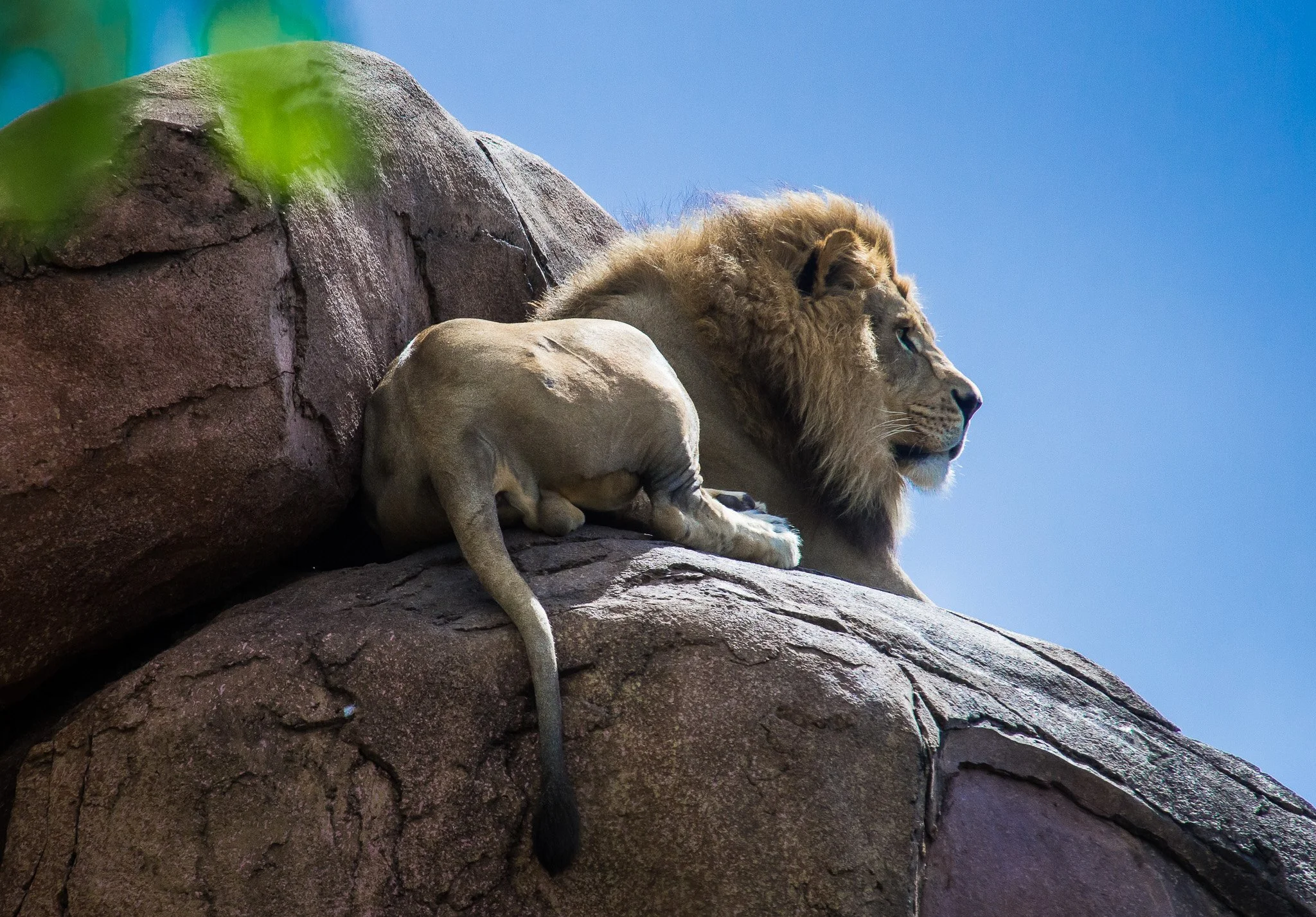 Lion on Lookout