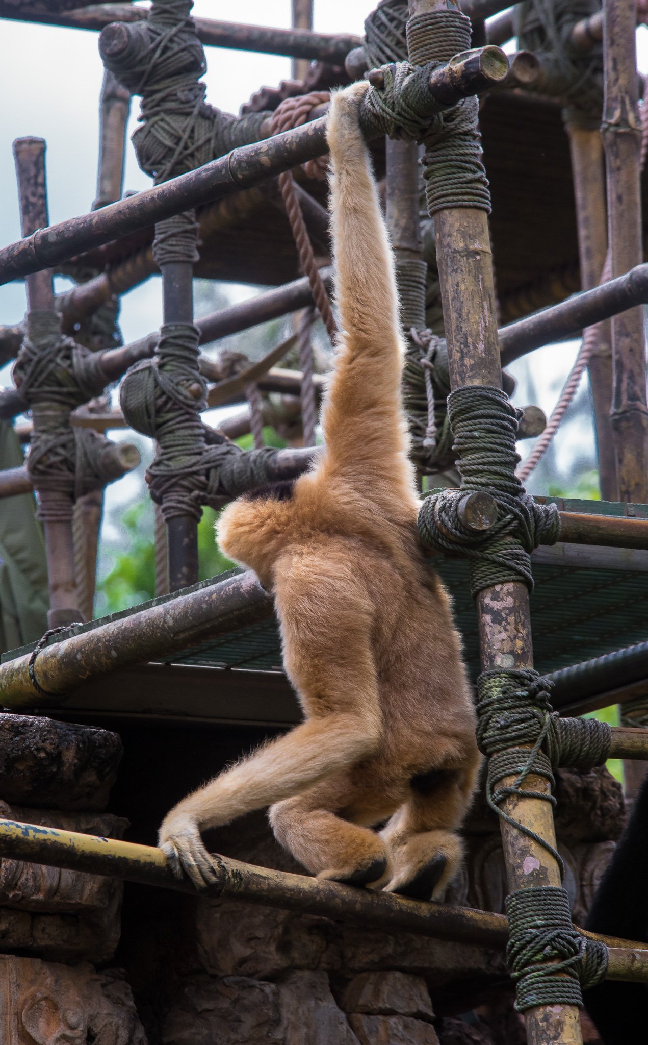Hanging Monkey