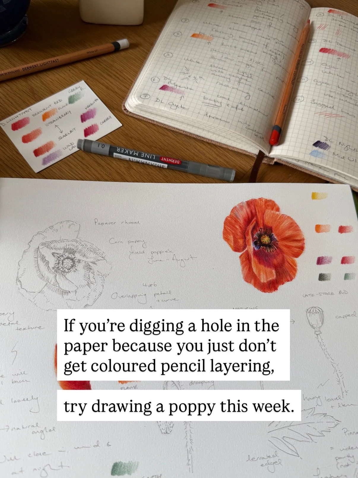 If your coloured pencil process feels more like correcting the crimes of earlier layers with an aggressive scrub than a relaxed and graceful stroke across the page, try this more delicate approach.

These are my teaching notes for a poppy. I was typi