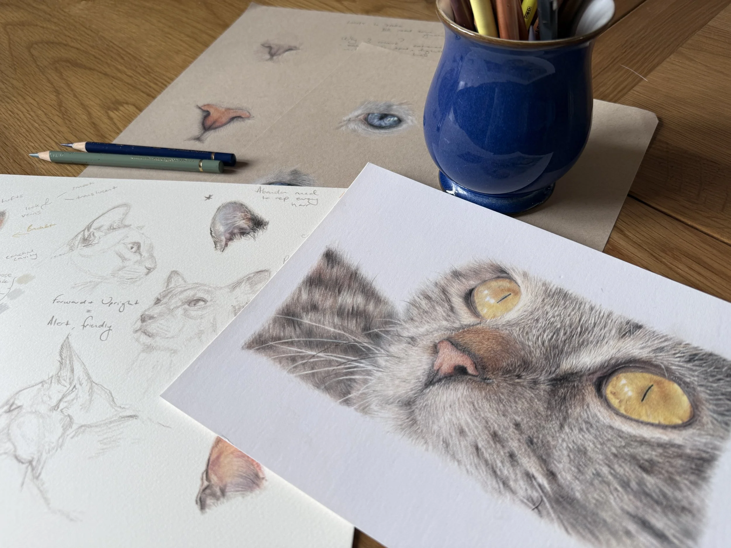 Sketches of Cat Ears