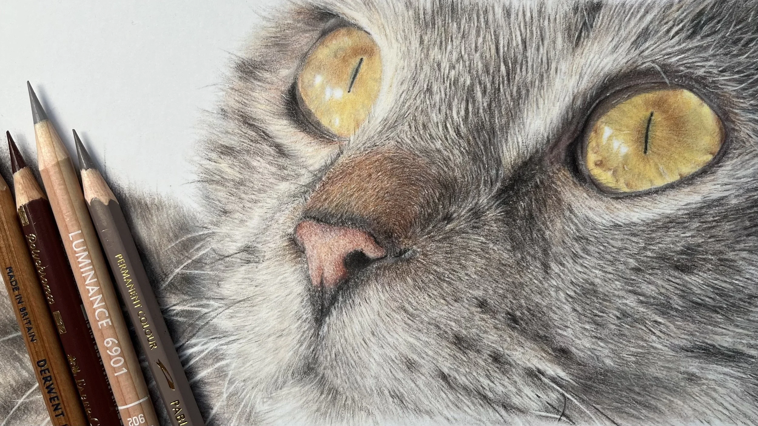 Cat Drawing in Coloured Pencil