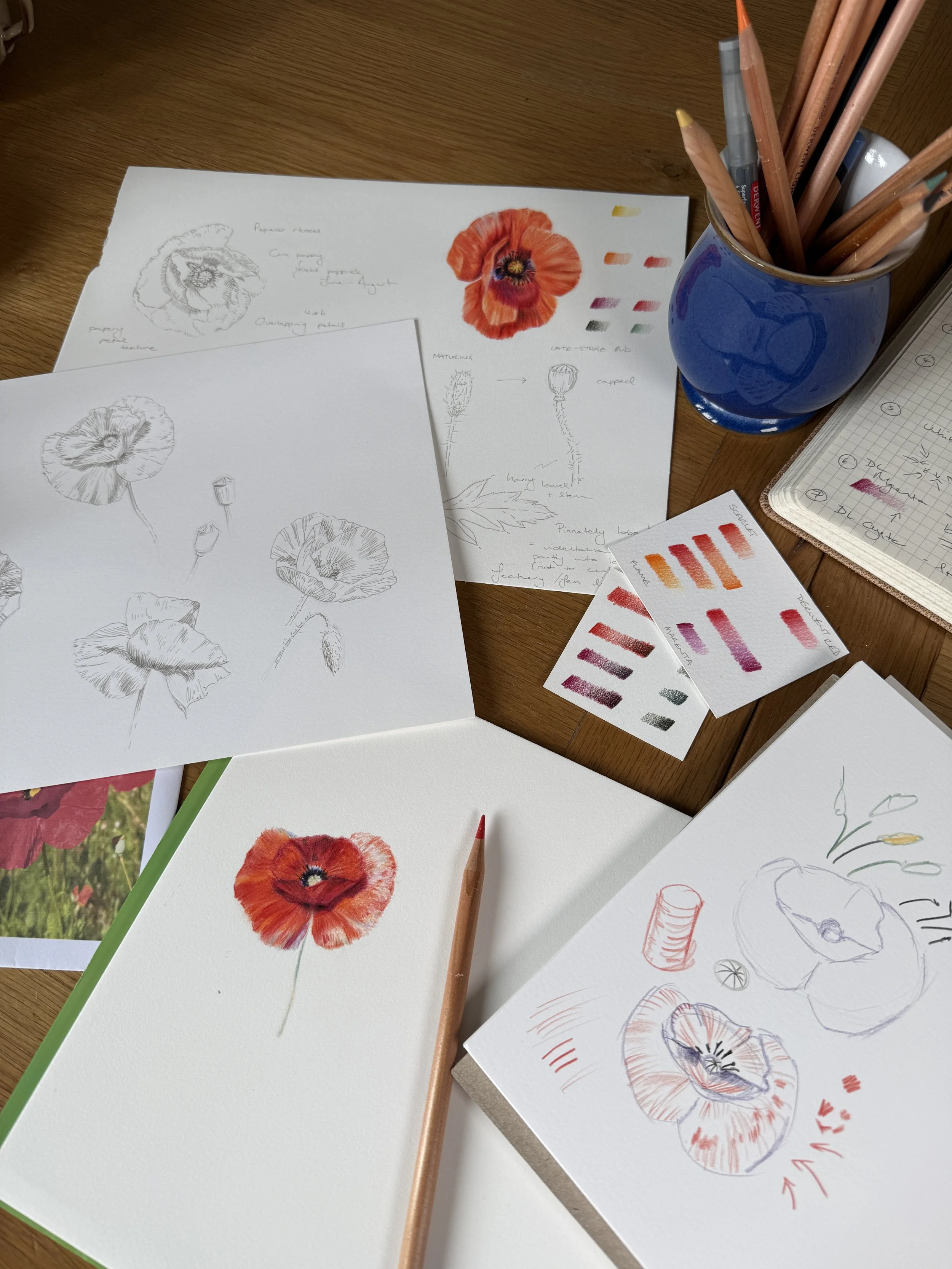 drawing of red poppies