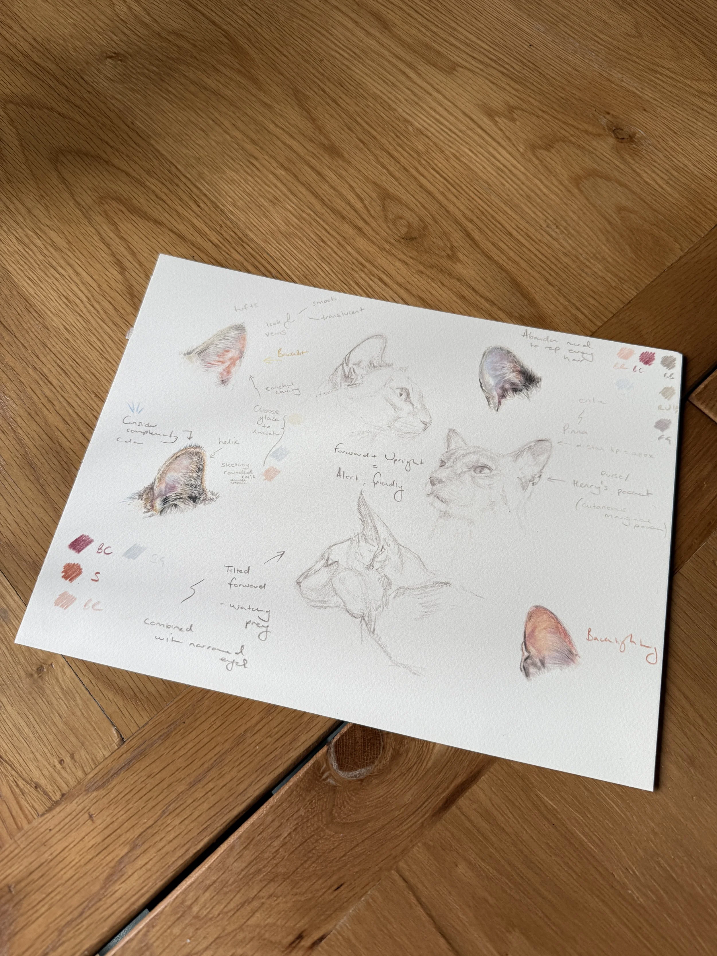 Sketches of Cat Ears