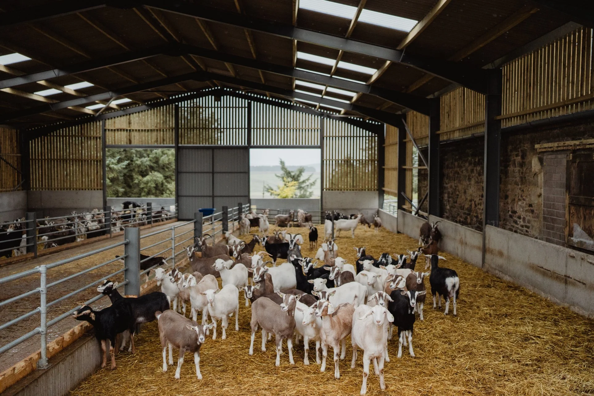 MILKING OUR HERDS OF PASTURE-GRAZED SHEEP AND GOATS