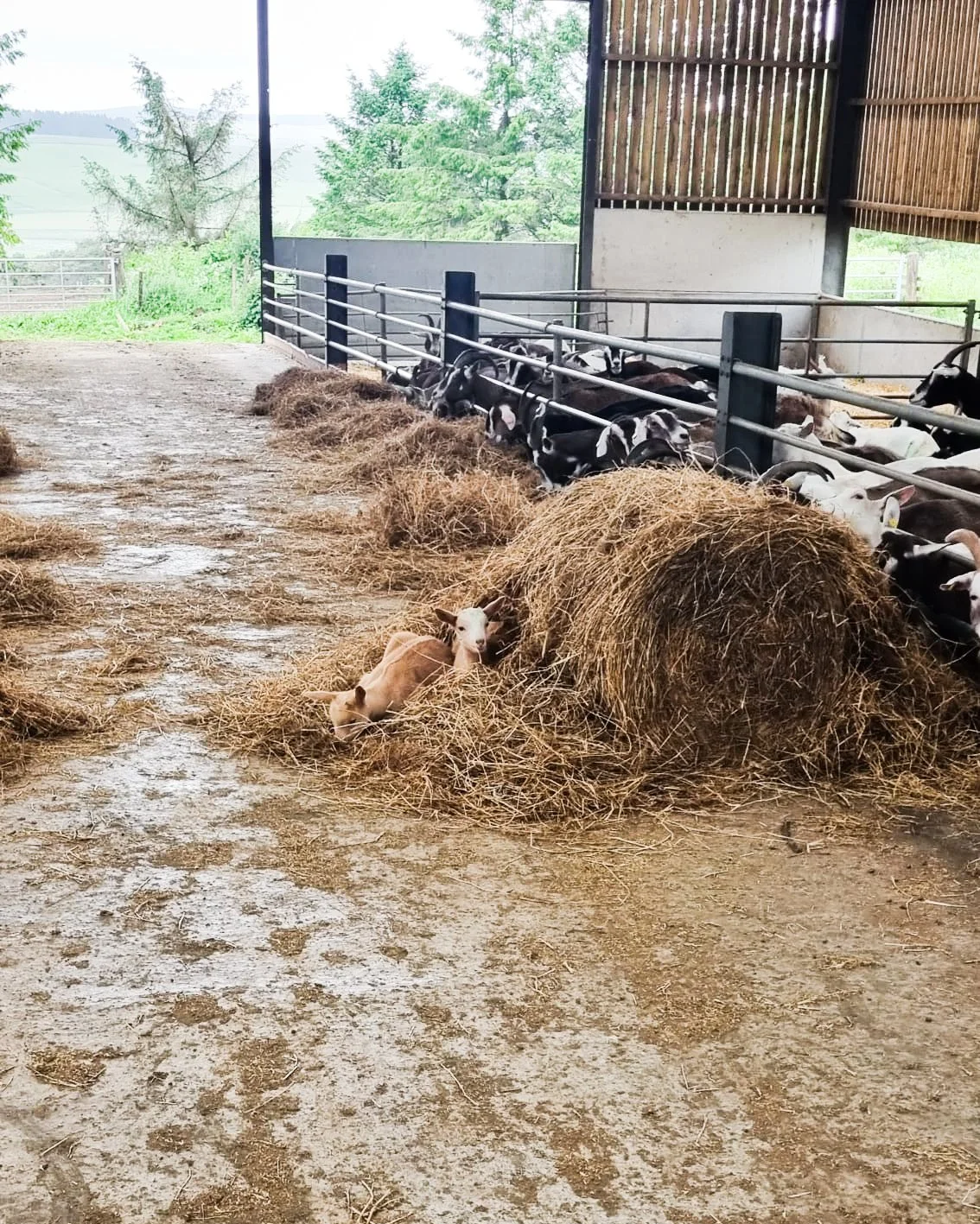 Open+Farm+Sunday+6.png