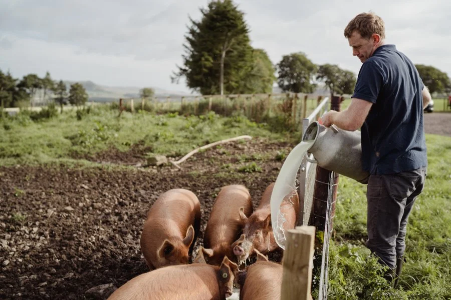 a farmer feeding whey to Tamworth pigs on a farm in Lanarkshire