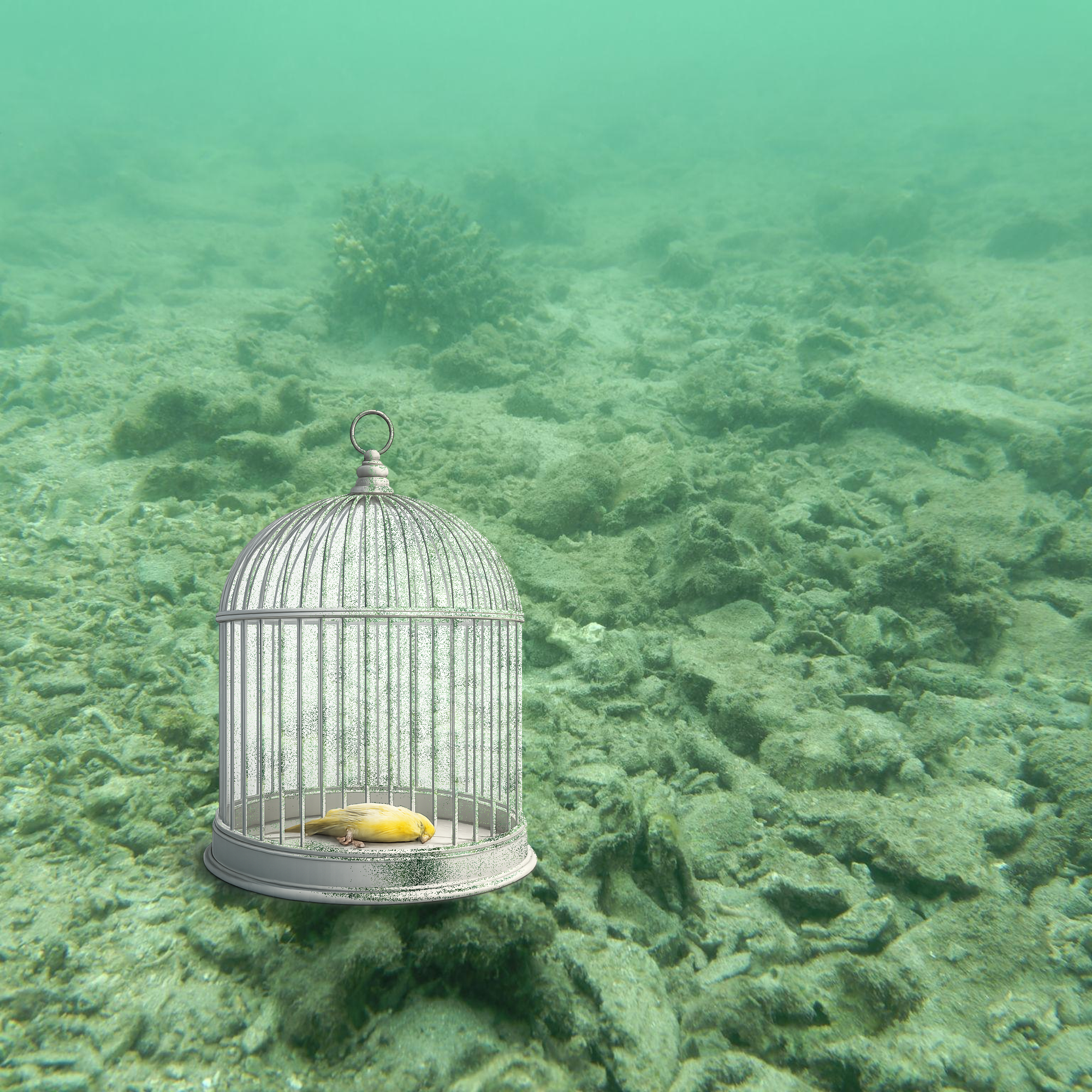 Global Salmon Farming and Ecological Stress: Is South Australia Our Ecological Caged Canary, What Happens When Systems Are Pushed Too Far?