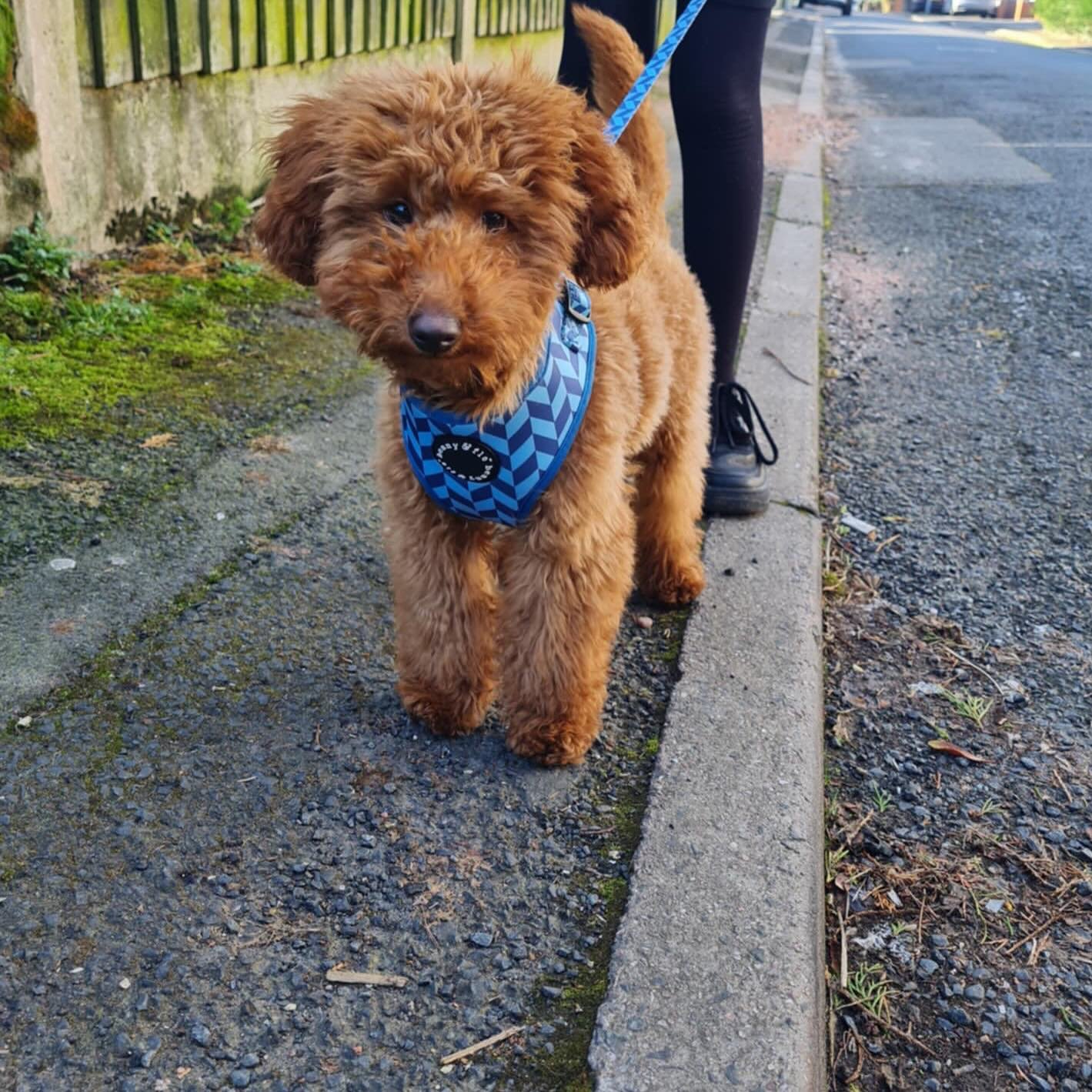 🦋 Meet Benji the pup who&rsquo;s just starting to take his first steps on the catwalk of life. He chose a Tread Harness in size XS which also gives him a little growing room too. He added a matching collar and lead because, well who needs a reason t