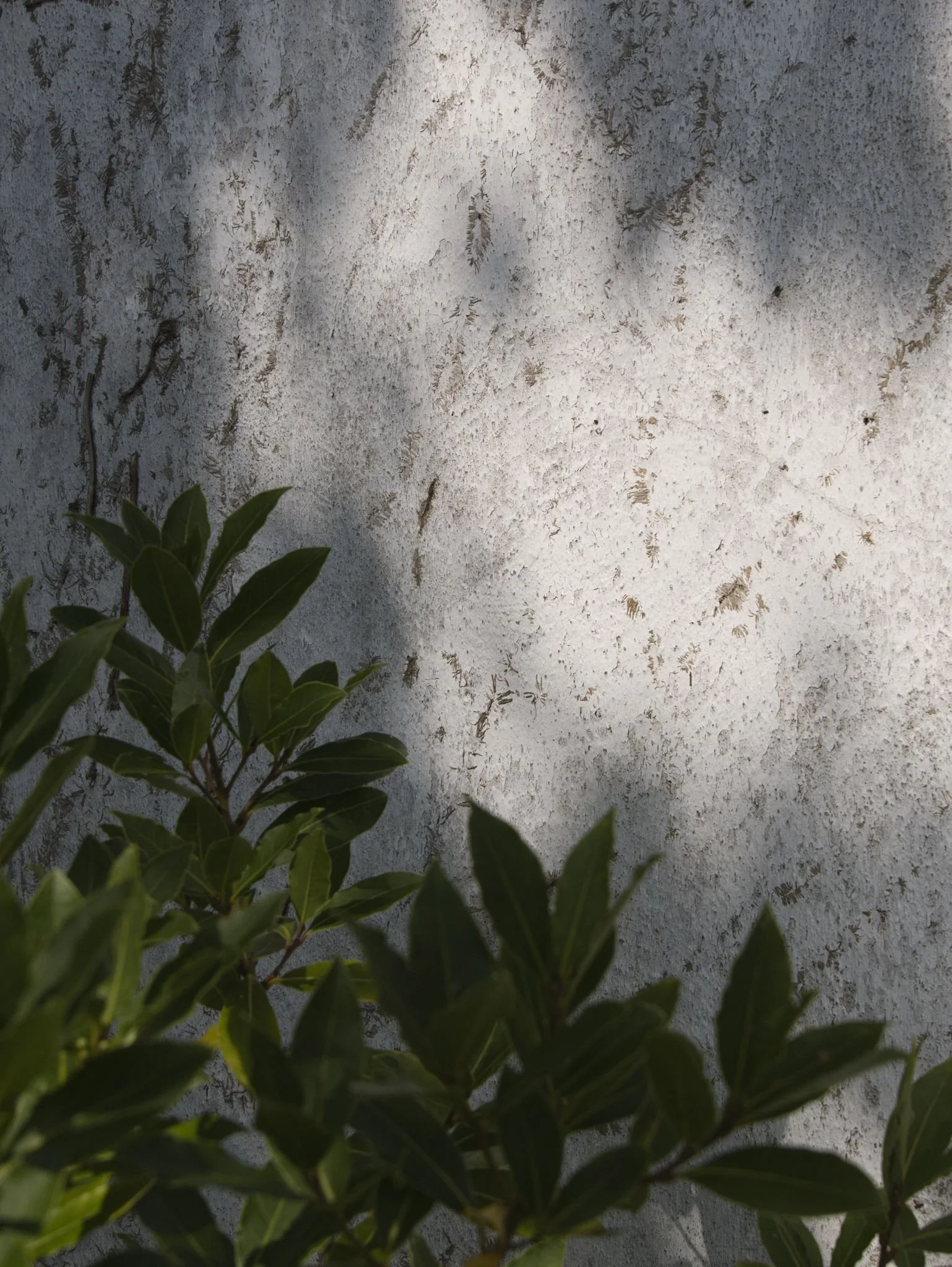 A bay leaf tree against a white wall with shadows cast across it,