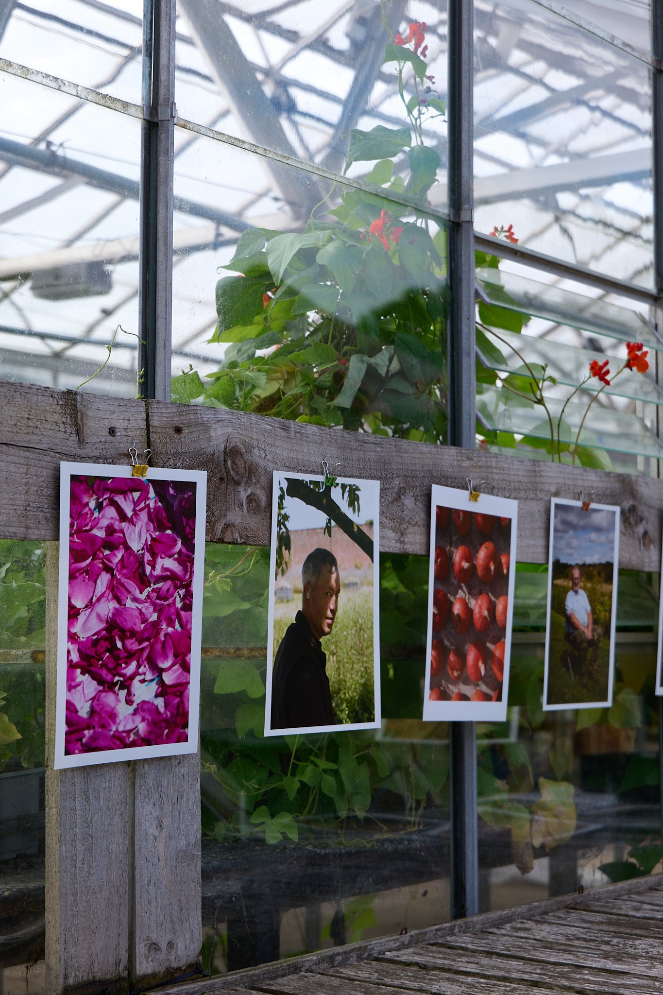 Photographic prints by photographer Ed Clews hanging on the side of a greenhouse.