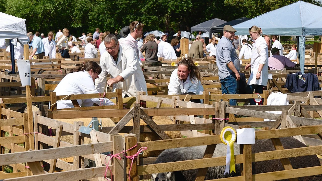 Three people grapple with a rambunctious sheep as it tries to run around the pens.