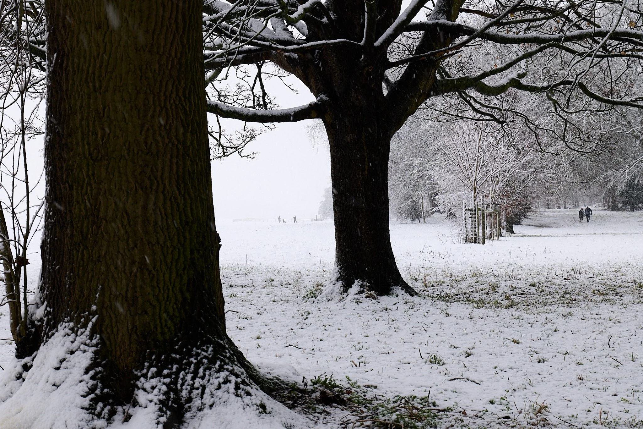 Snow-on-the-knavesmire-york.jpg