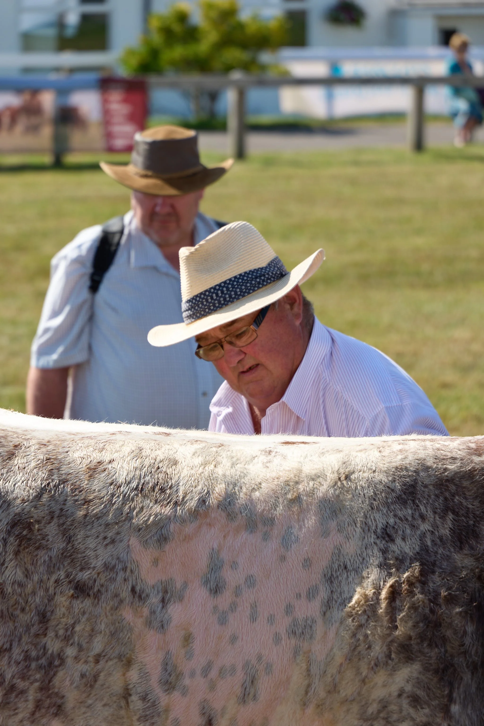Exhibitor giving his shorthorn cow last comb before competition.