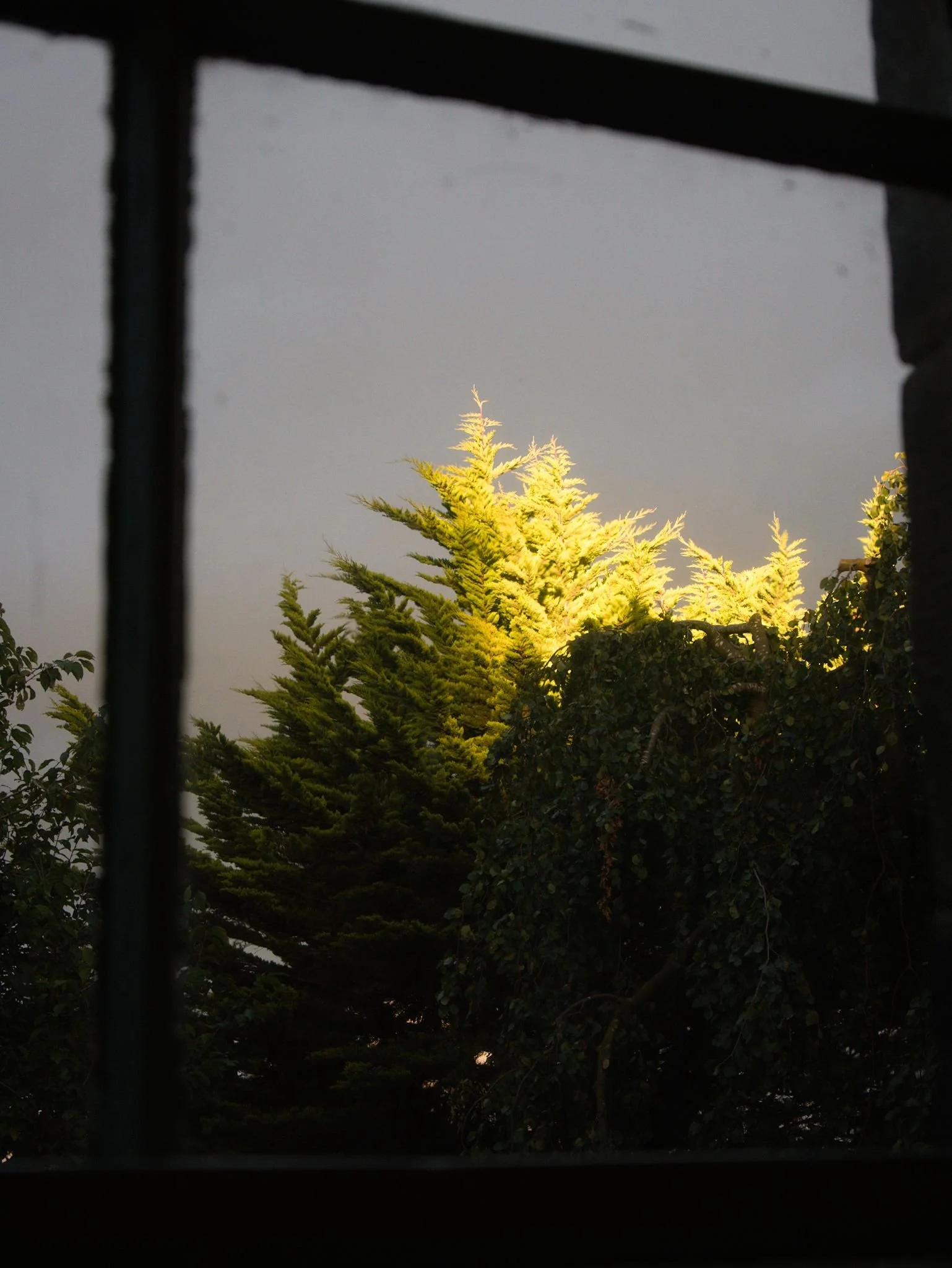 Looking through a window towards the top of a tree, most of which is in shadow apart from a tip of the top which is bright green.
