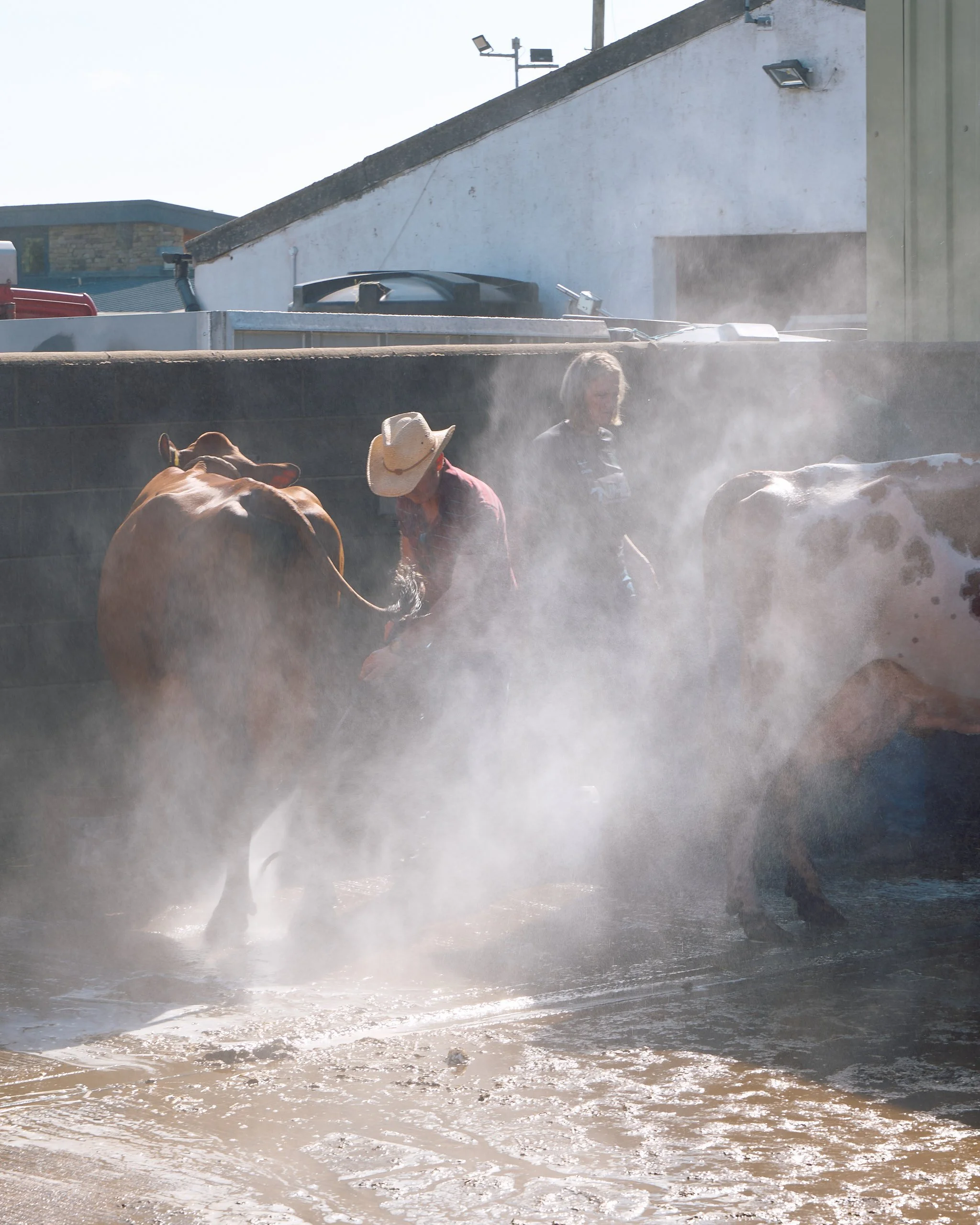 Cows getting jet washed at the Great Yorkshire Show.