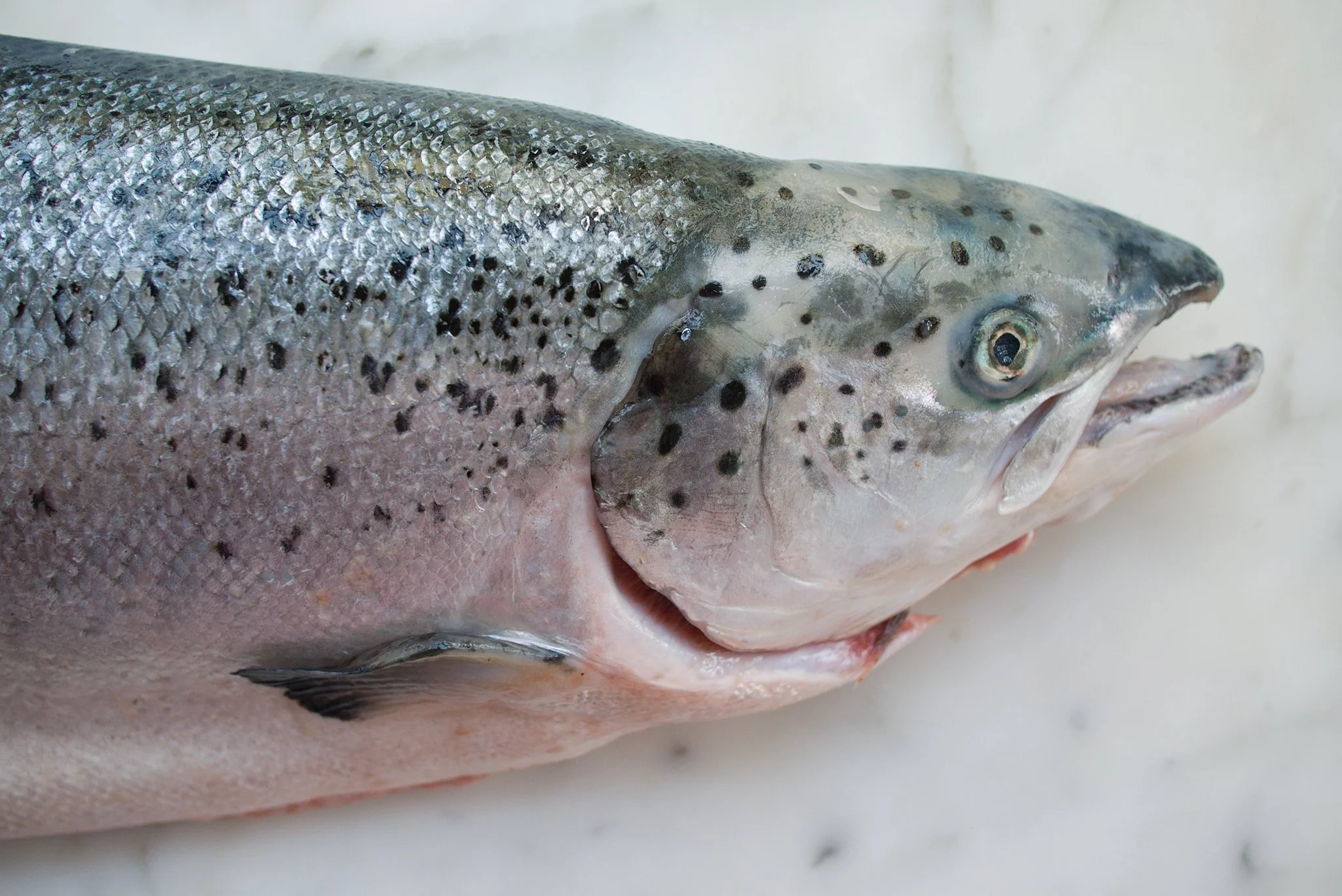 Food photography in Yorkshire of Atlantic salmon on a textured white marble table at the Drum and Monkey in Harrogate.