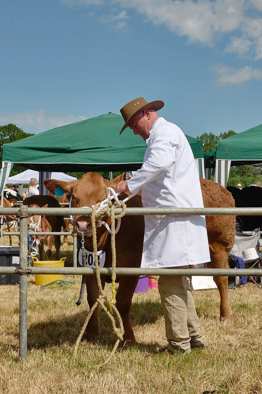 A man in a brown hat and white show coat untying a cow from a rail before leading it into the show pen.