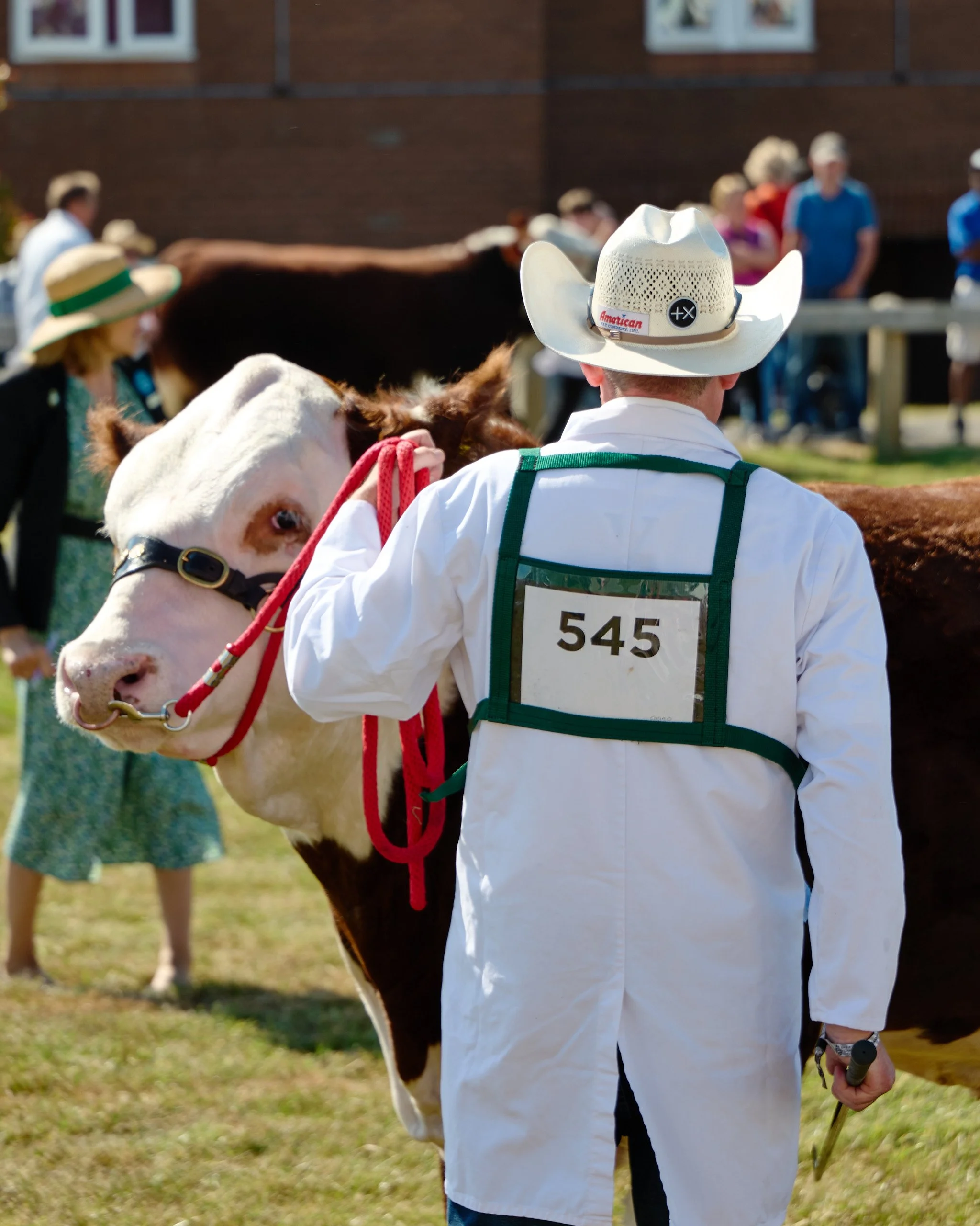 Exhibitor with Hereford cow during judging Great Yorkshire Show.