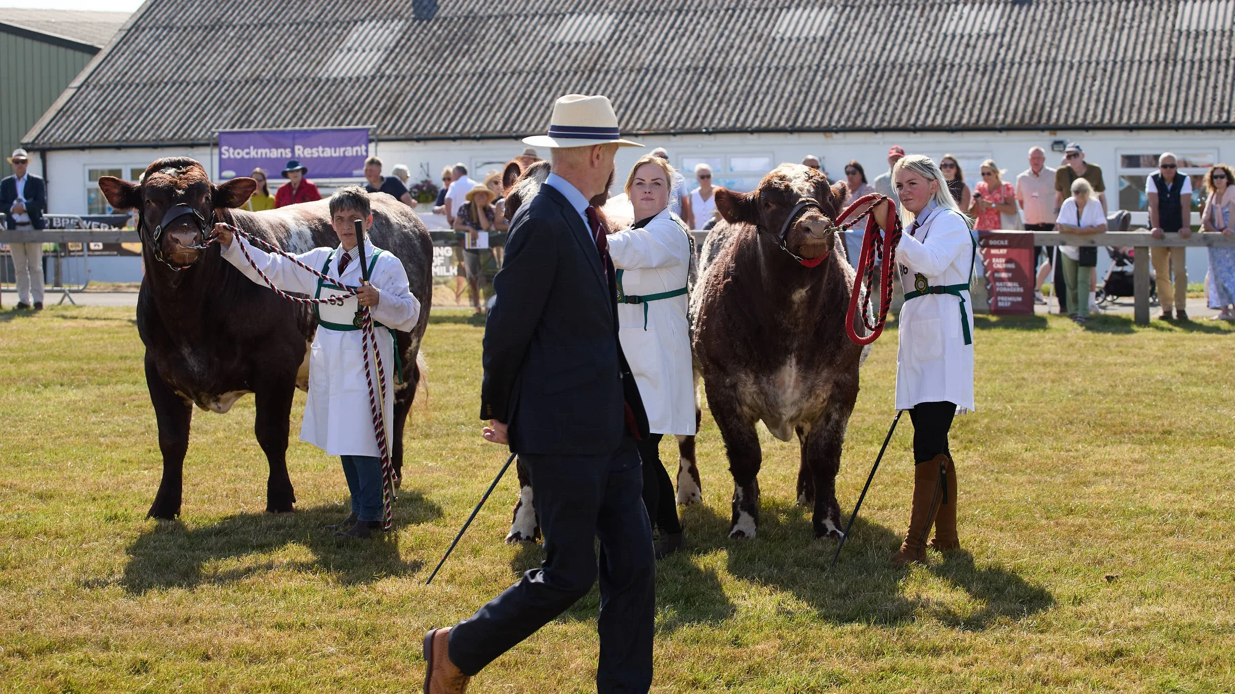 Beef shorthorn judging at the Great Yorkshire Show.