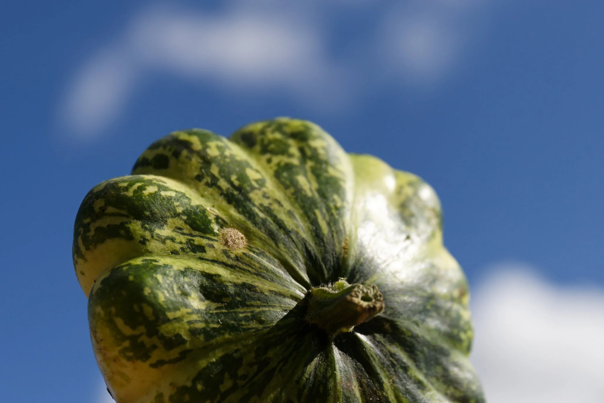 A green and yellow gourd floats in the air against a blue sky.