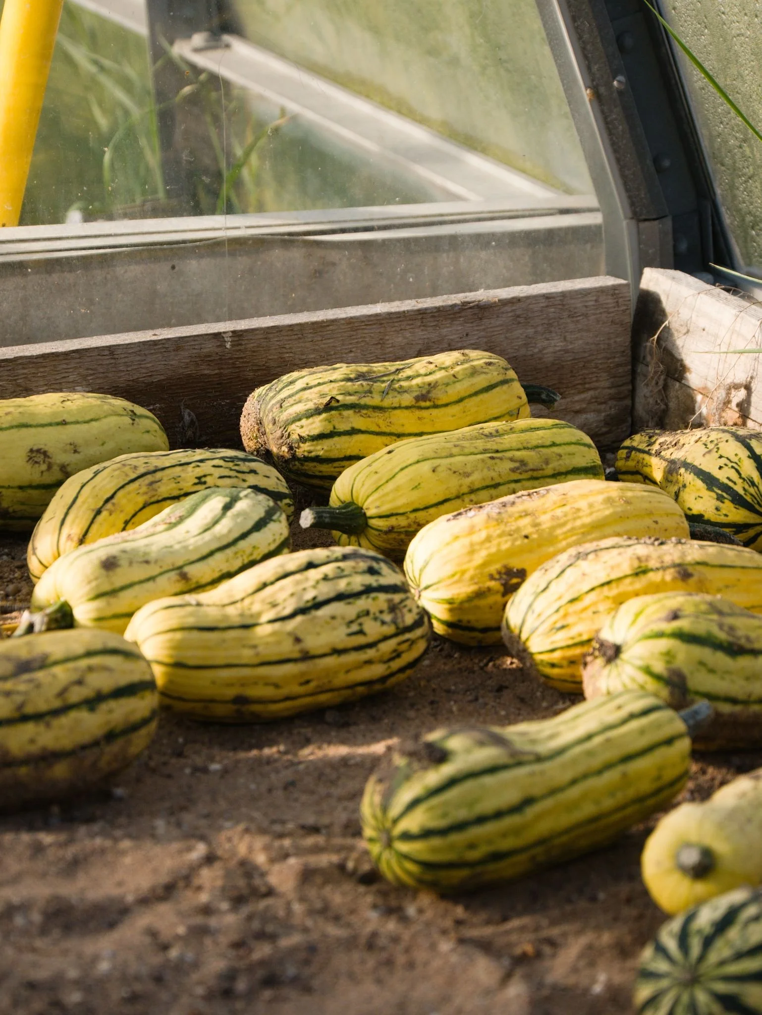 Food photography of yellow and green striped marrows in a greenhouse.