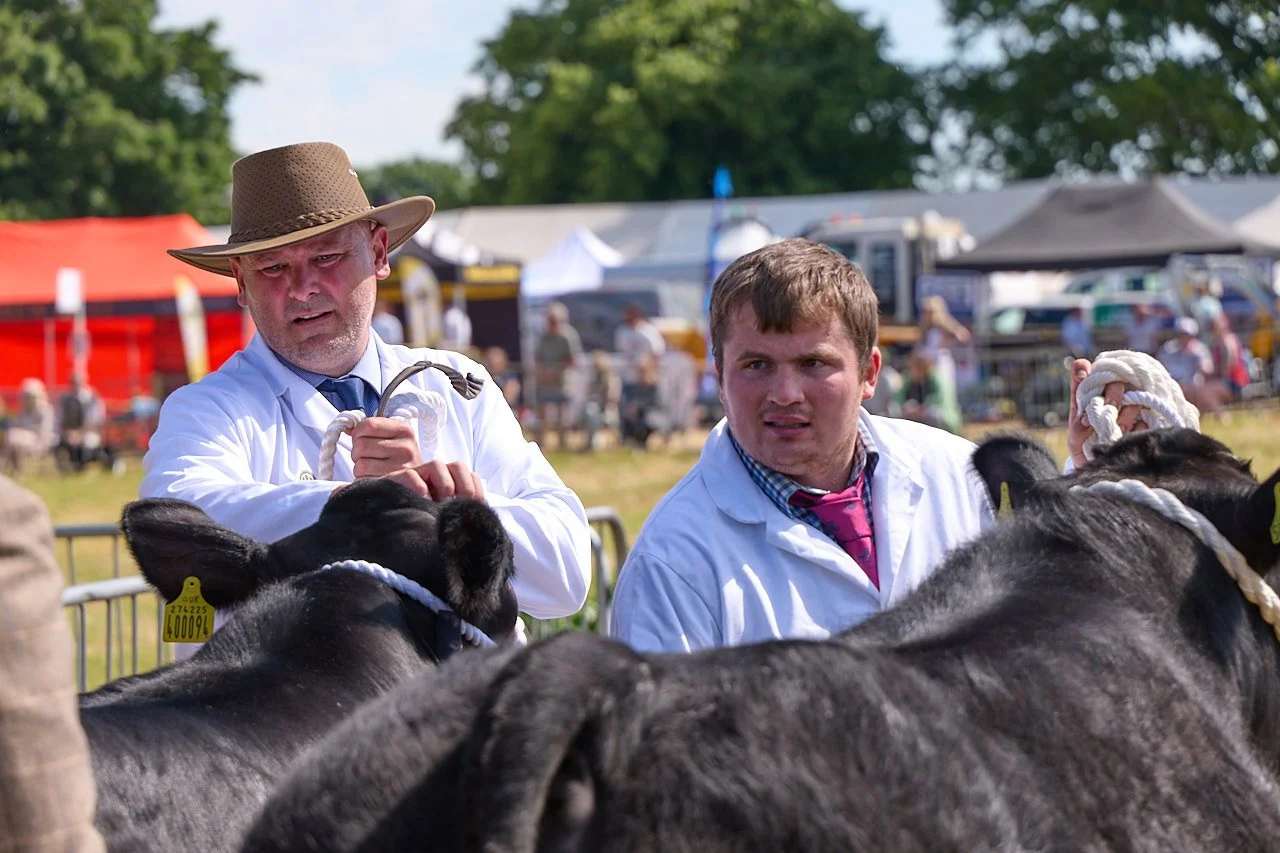 Two men holding cows during judging at the country fair.