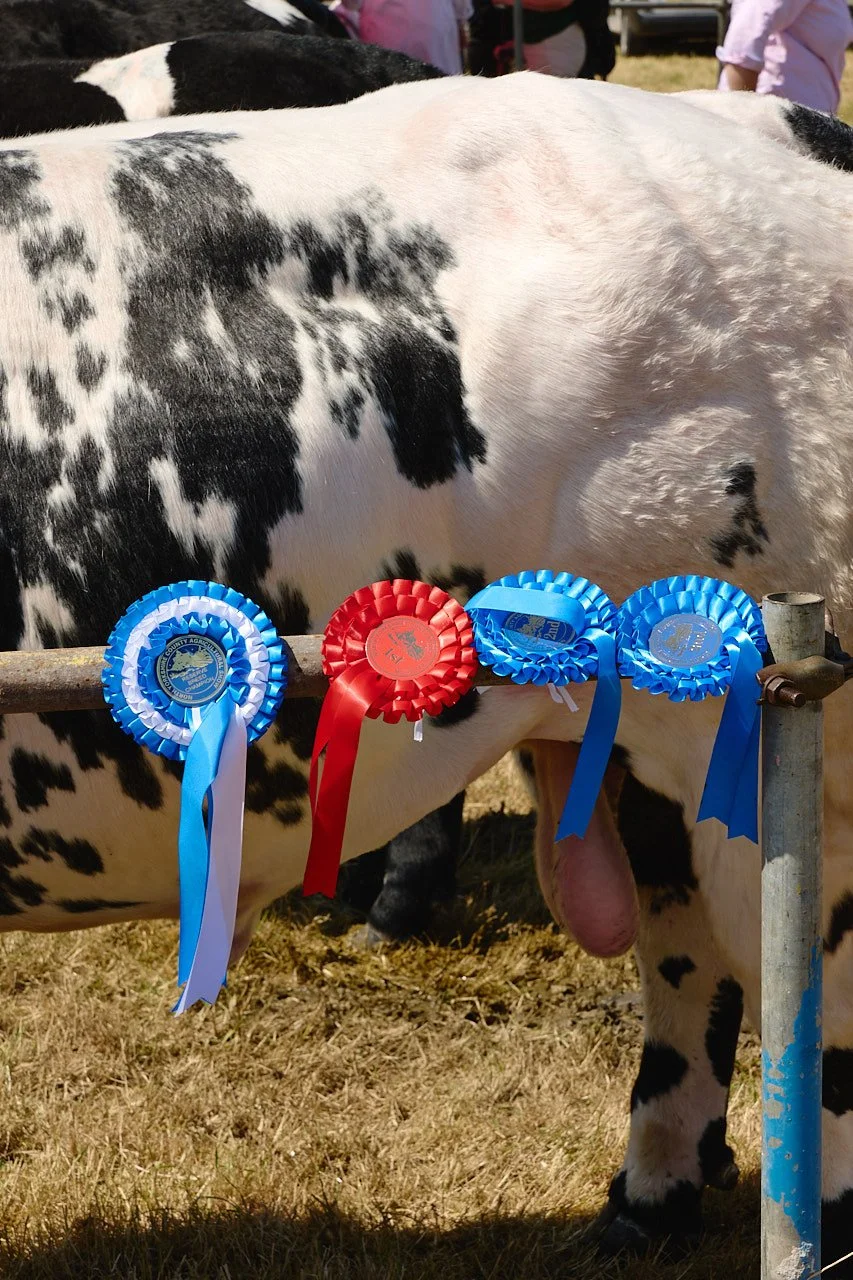 A cow with prize rosettes at the county fair.