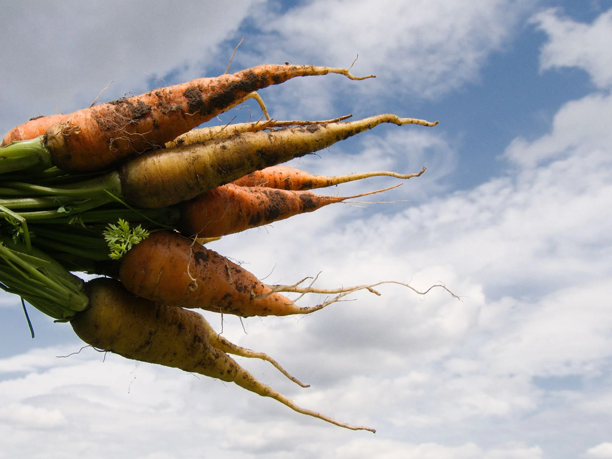 Vegetable photography of a bunch of freshly picked orange and yellow carrots held up against the blue summer sky.