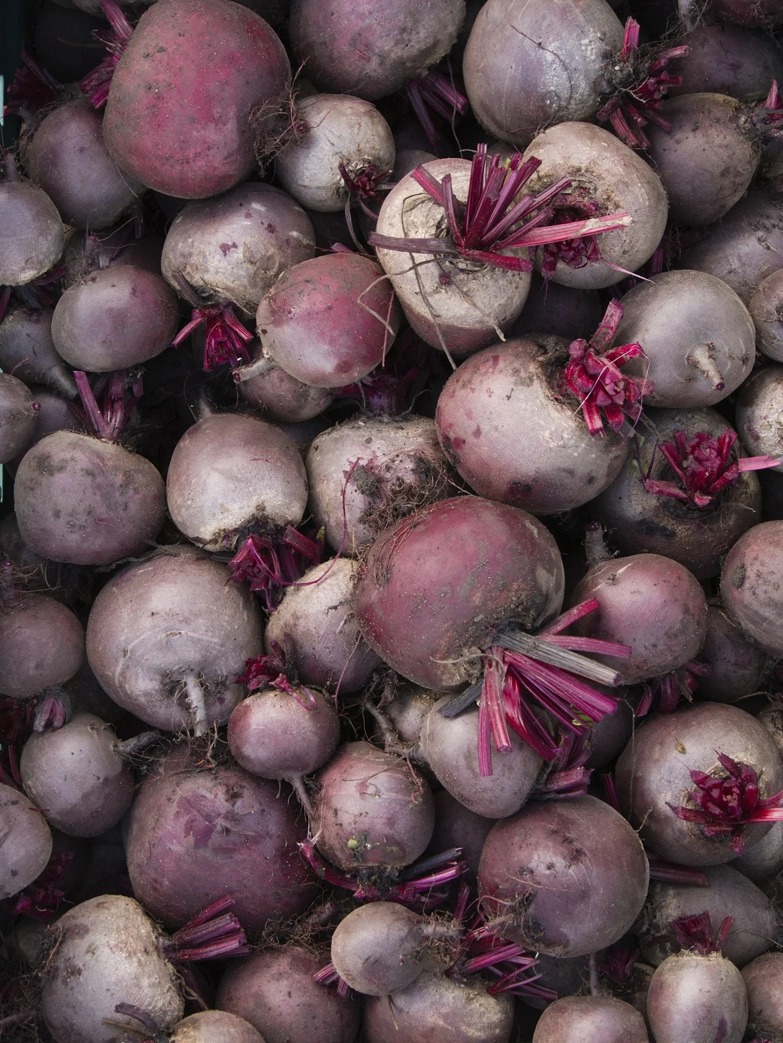 Vegetable photography of a pile of freshly picked beetroot.