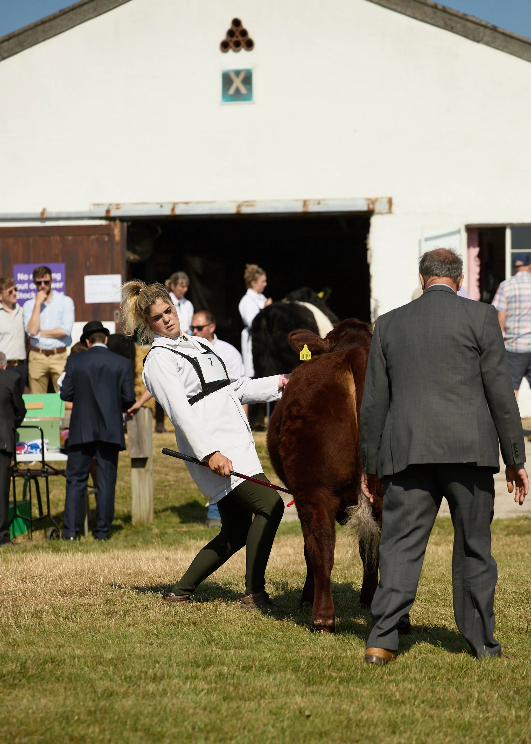 Exhibitor with cow during judging at the Great Yorkshire Show.