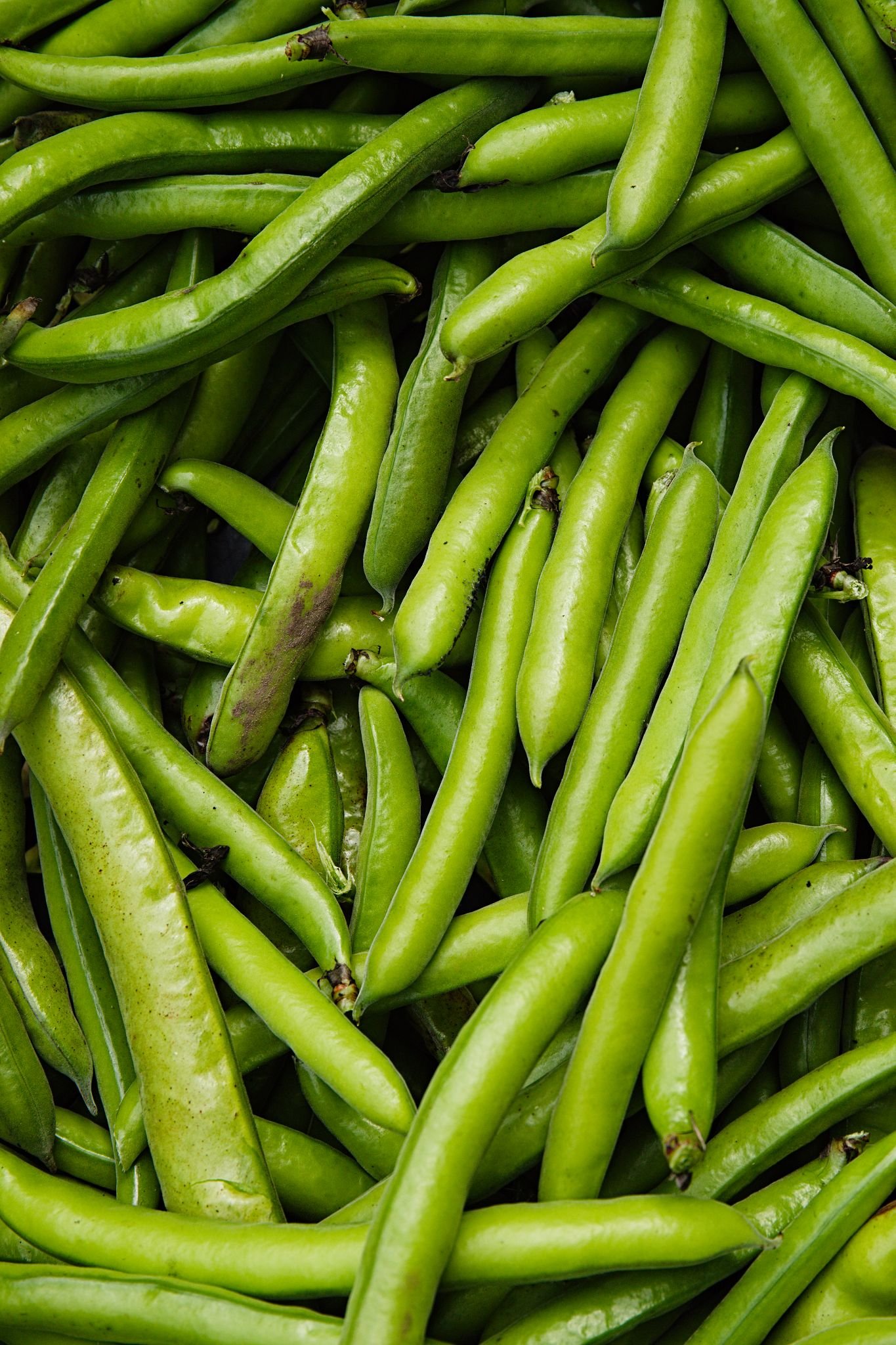 Vegetable photography of freshly picked organic green beans at Brunswick Organic Nursery.