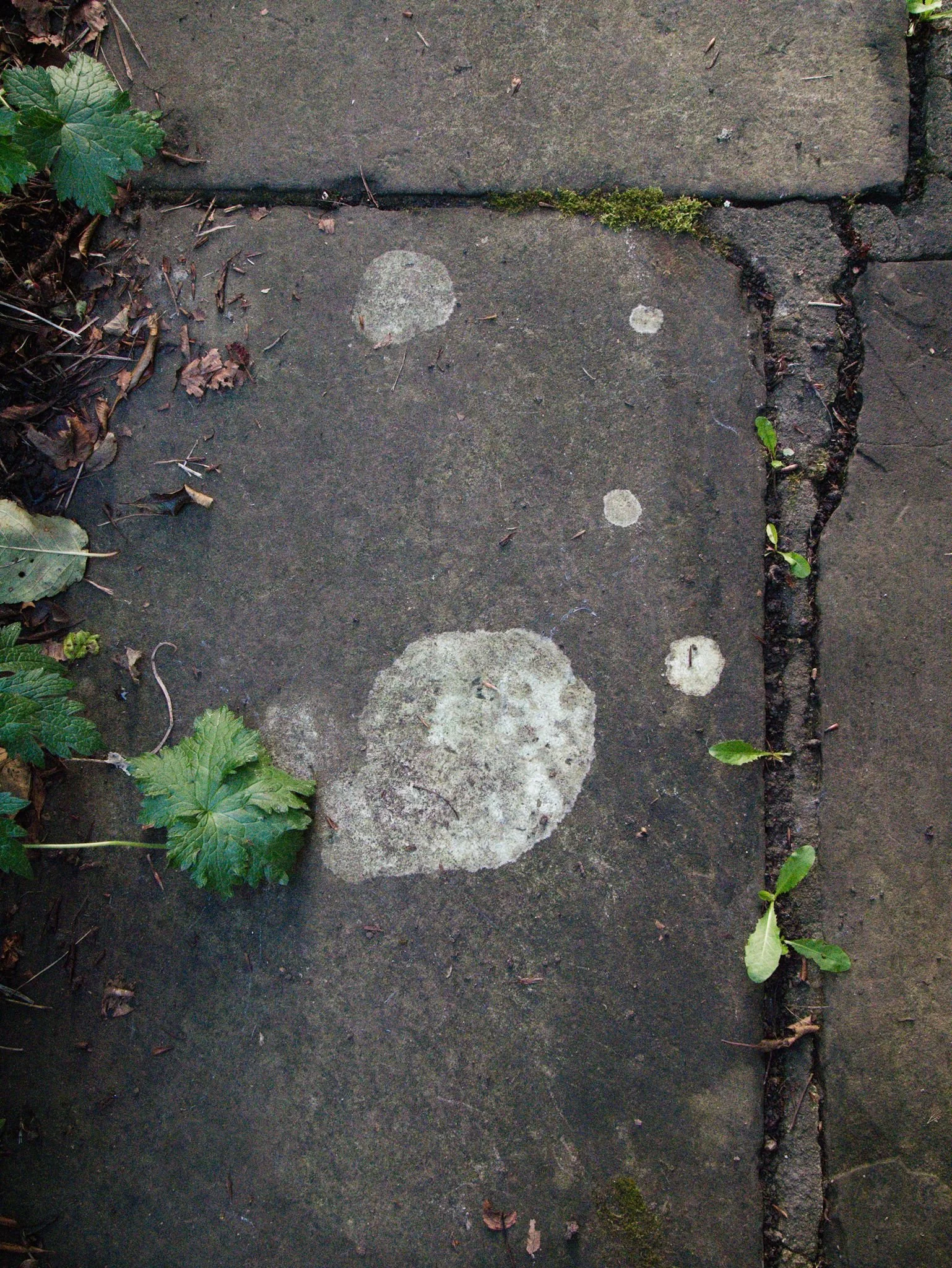 Lichen on a stone path