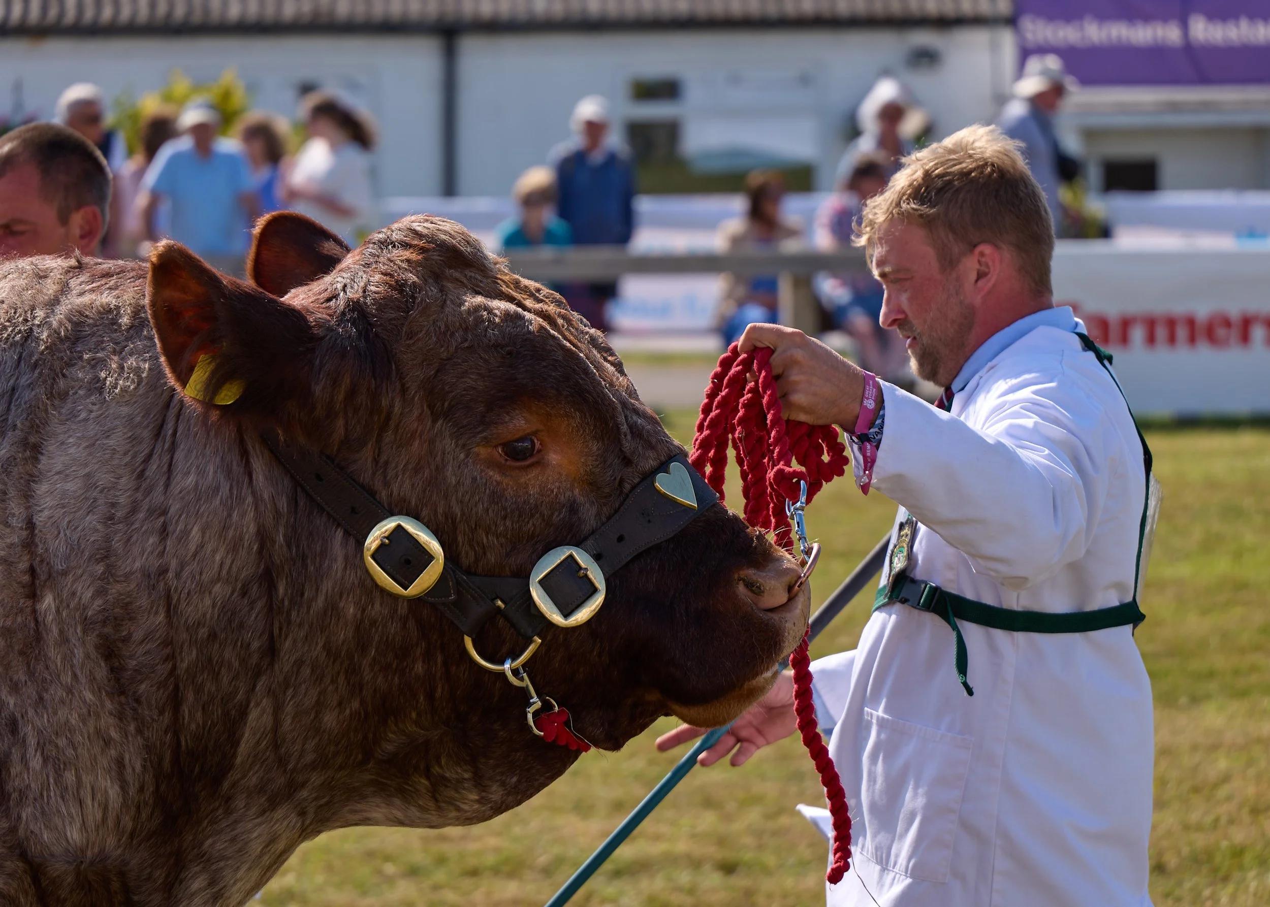 Exhibitor with a great big bull during the cattle showing at the Great Yorkshire Show 2026 in Harrogate.