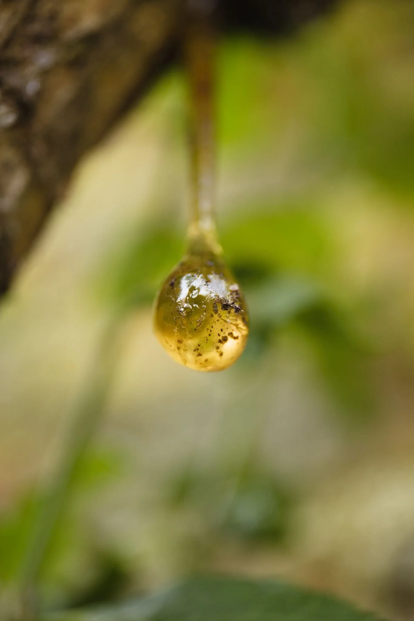 A big drip of sap hanging from a cultivated fruit tree in a walled garden.