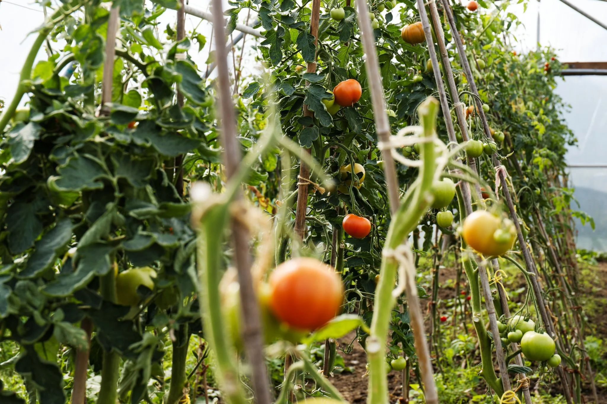 Tomatoes growing on bamboo struts in a polytunnel.
