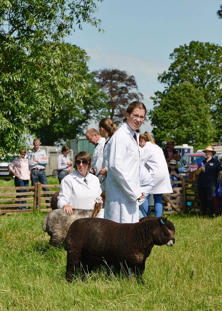 A young woman in a long white coat standing with a fluffy black sheep as contestants wait in a line during judging.