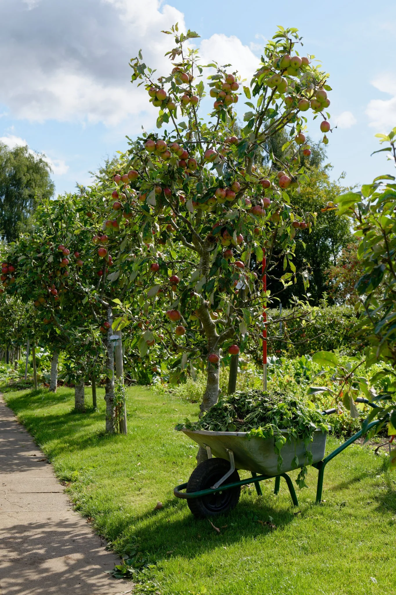 A wheelbarrow sitting in front of a row of apple trees growing at the Brunswick Organic Nursery main site.