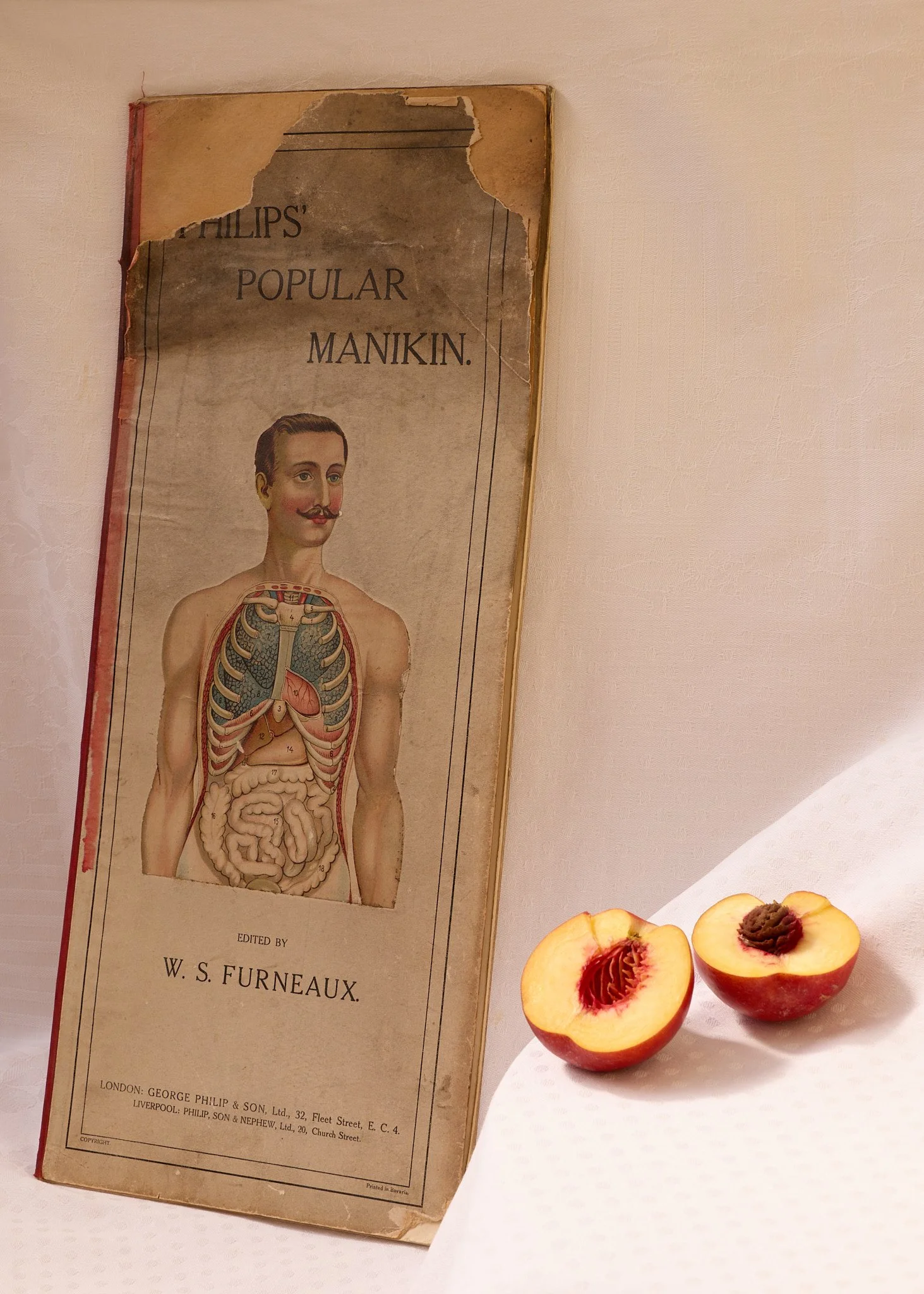 A halved peach with stone sits next to the book of Philips Popular Manikin.