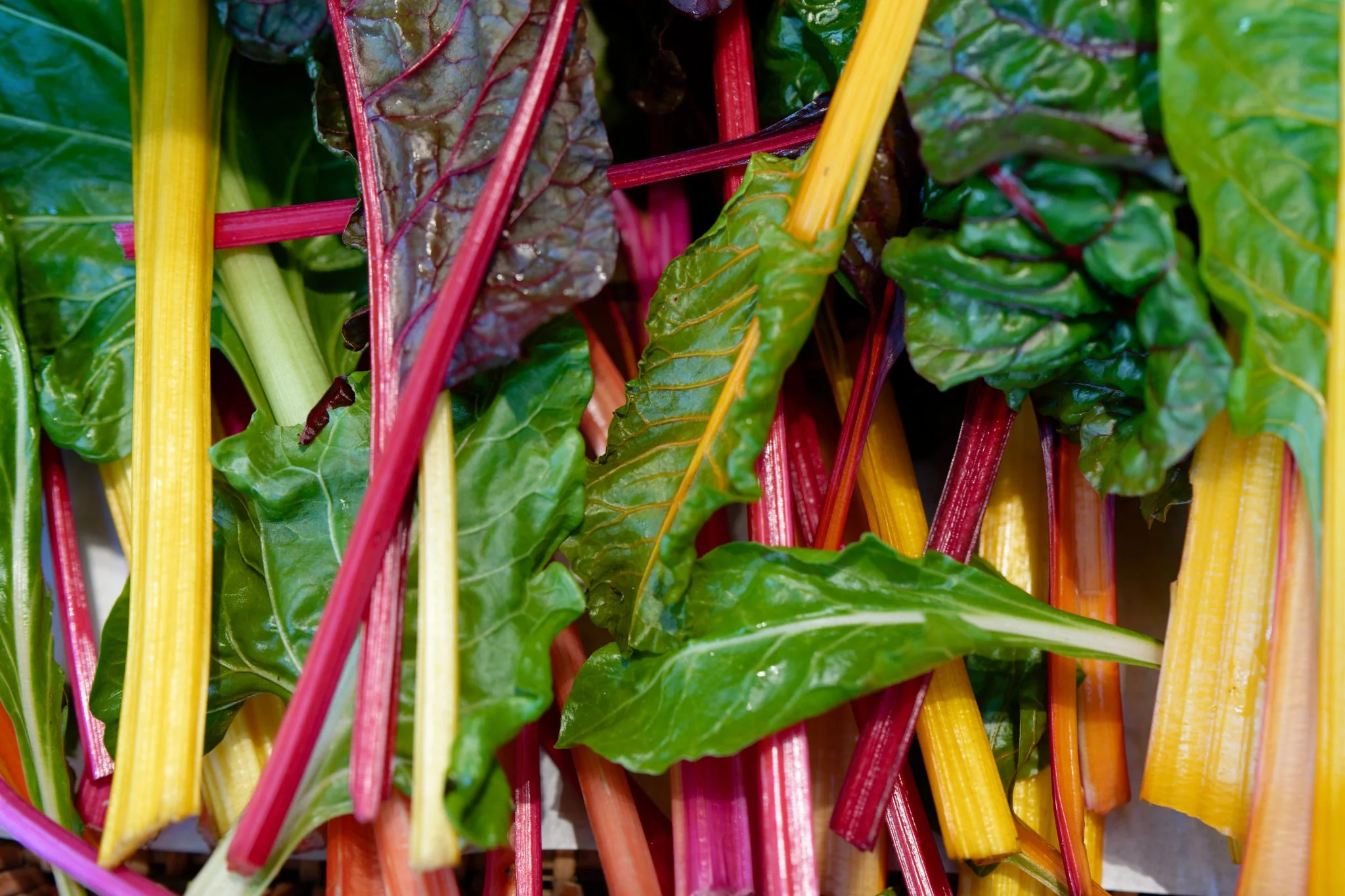 Vegetable photography of a close up of rainbow swiss chard stalks and leaves.