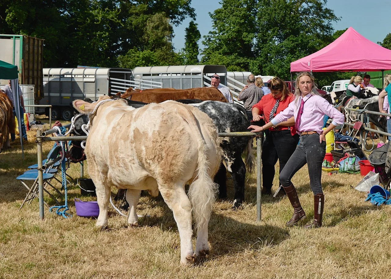 A woman waiting with a fluffy white cow before the start of competition at the North Yorkshire Country Agricultural Show in June 2026.