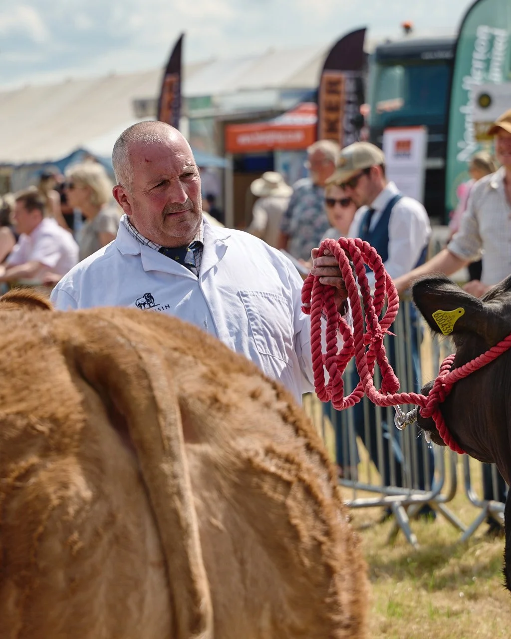A man holding the lead of a cow during competition judging at the county show.