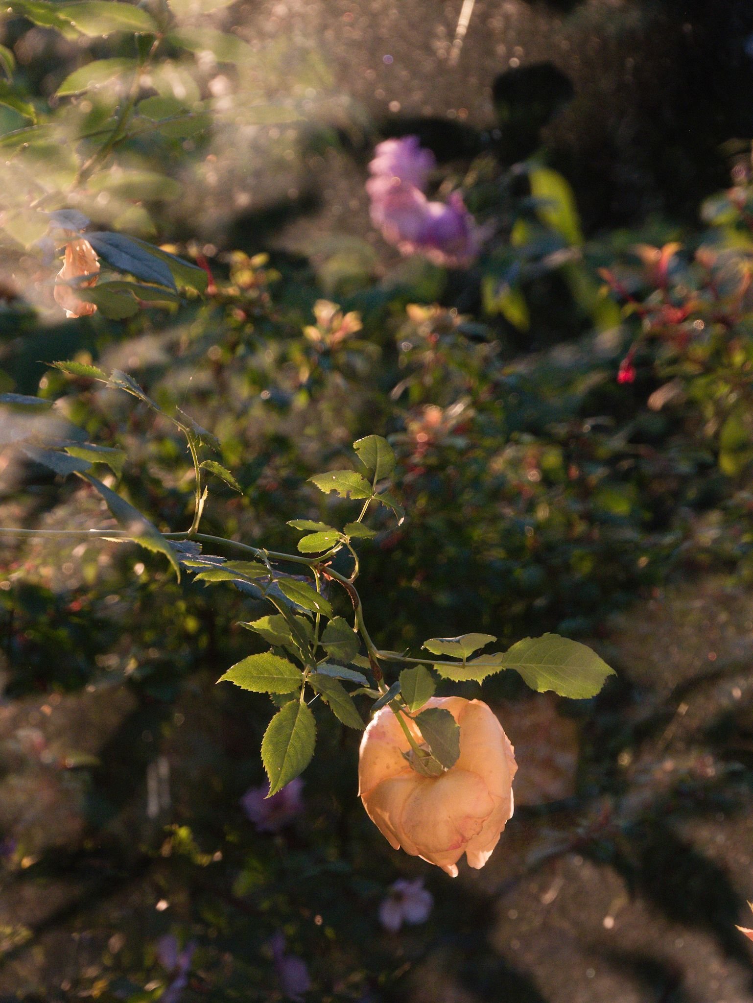 Pink and purple flowers backlit by morning light seen through a window.