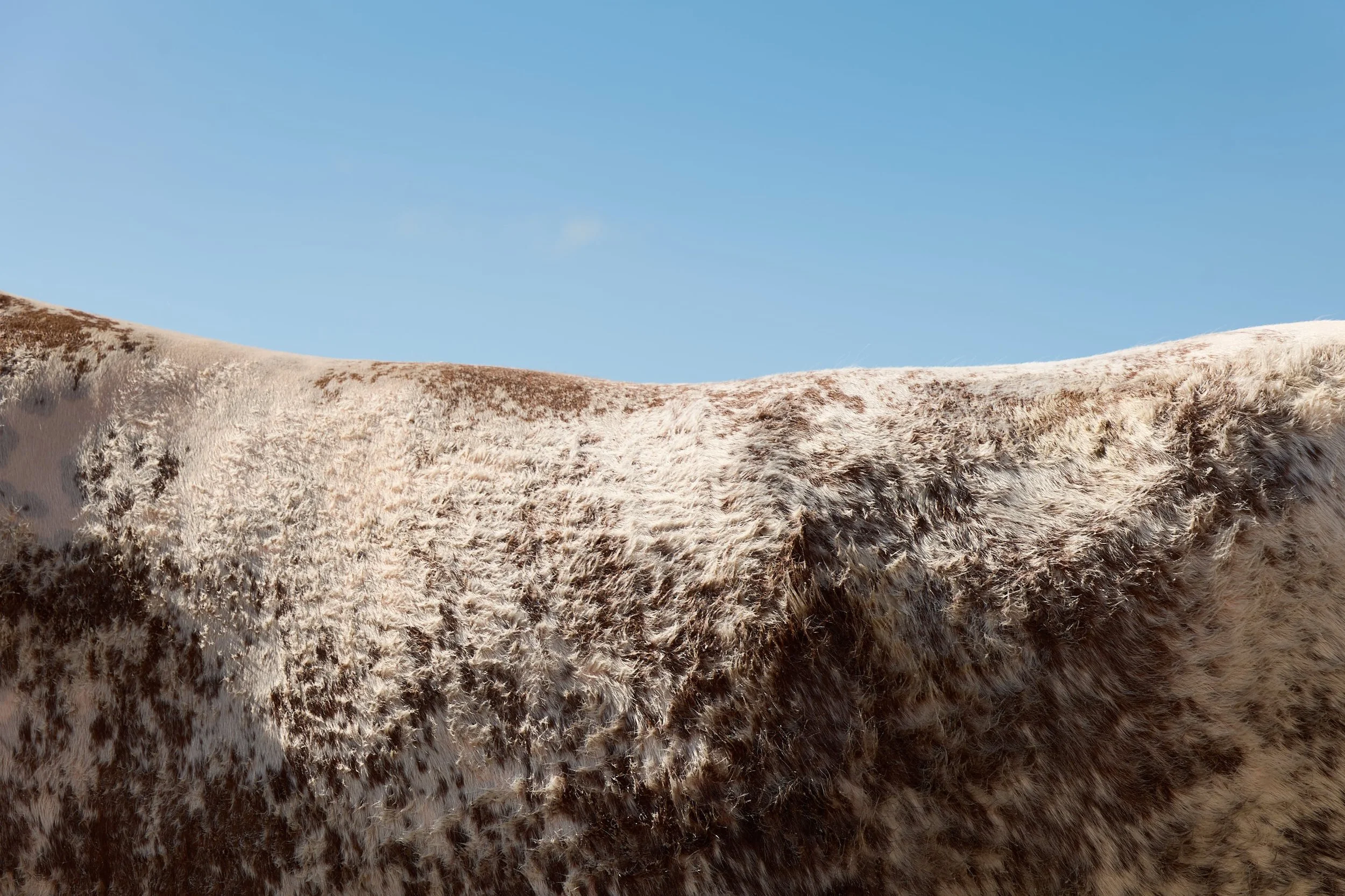 Brown and white hair of cow at Great Yorkshire Show.