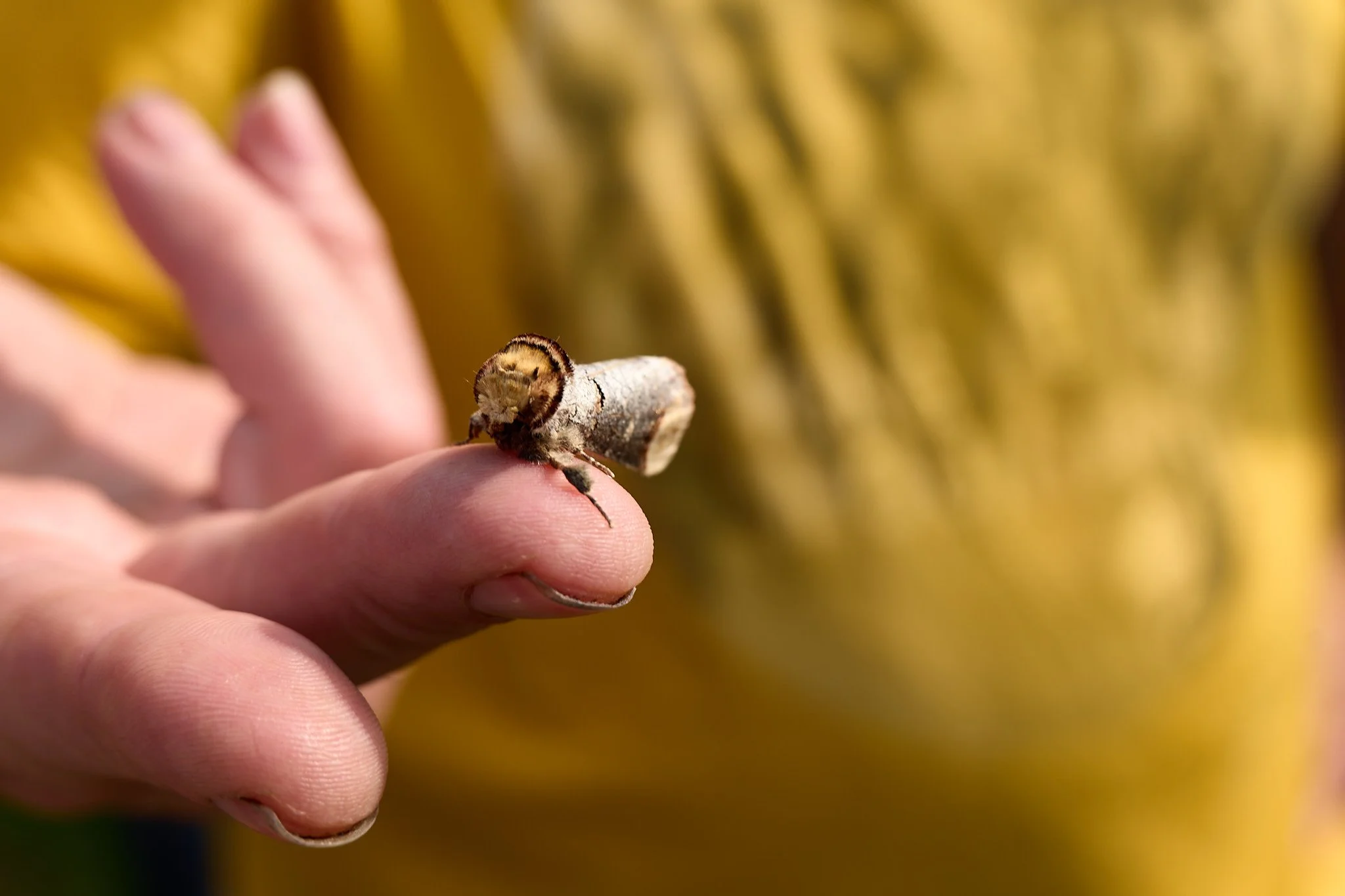 Buff tip moth sitting on a finger.